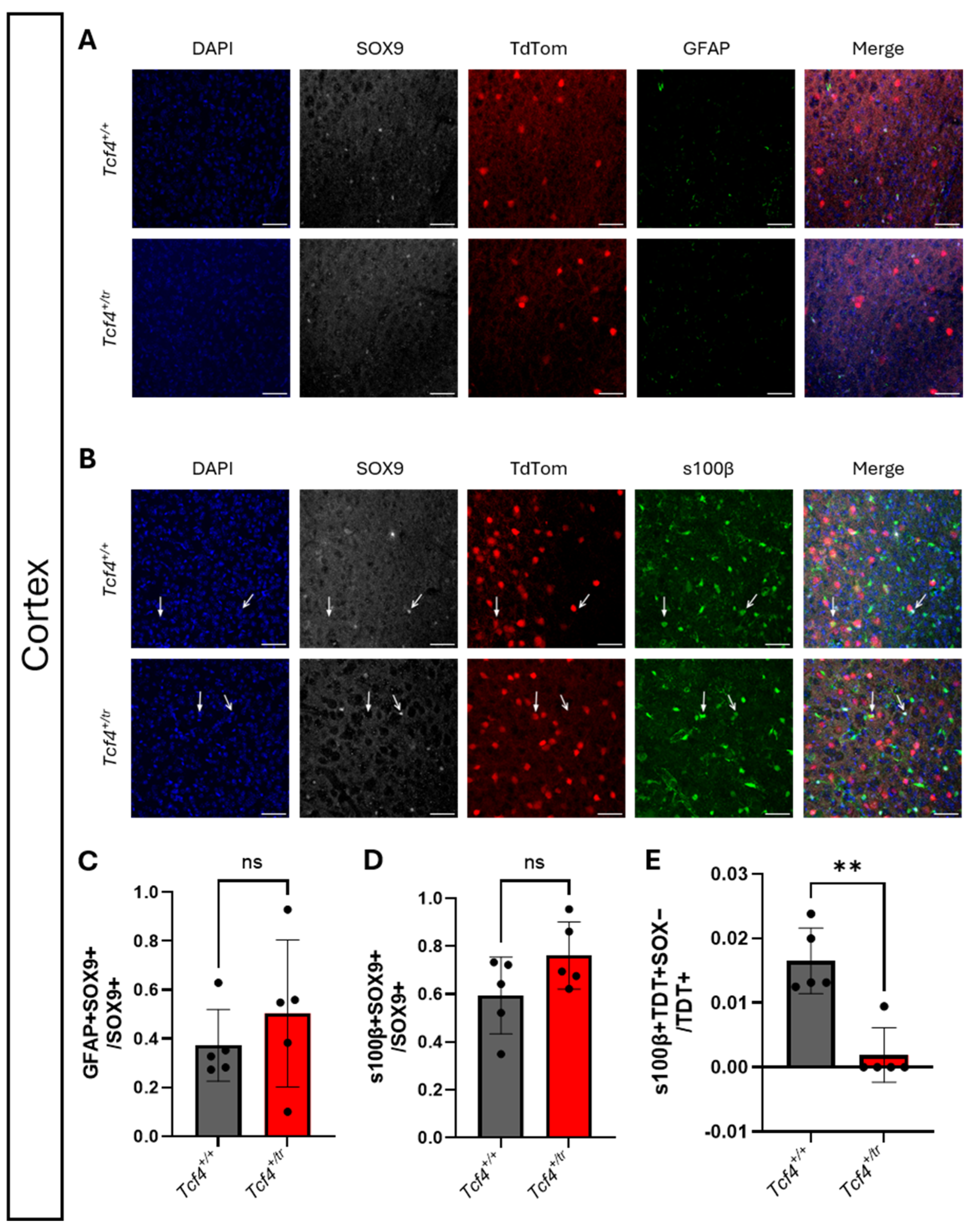 Neuroglia 07 00024 g006 Neuroglia 07 00024 g006
