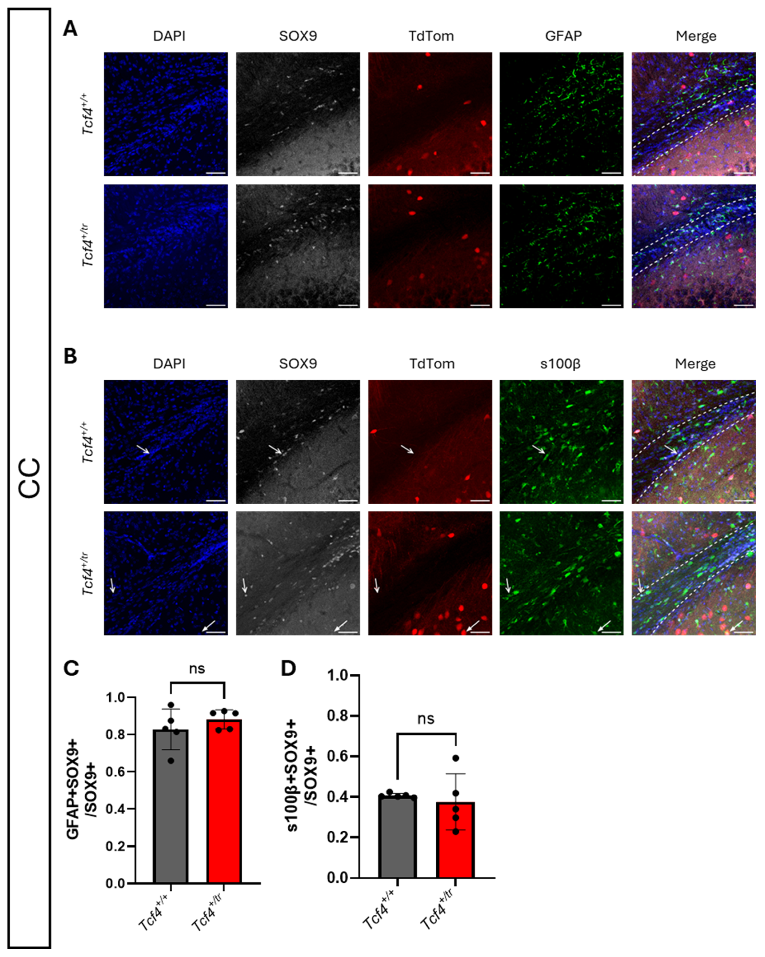Neuroglia 07 00024 g007 Neuroglia 07 00024 g007