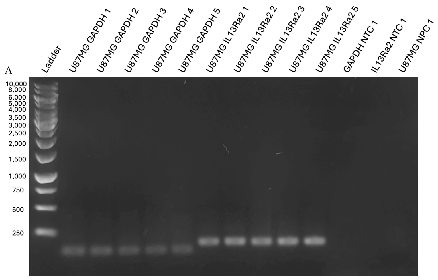 Neuroglia 07 00037 g0a2a Neuroglia 07 00037 g0a2a