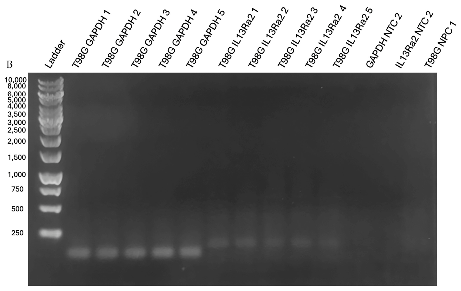 Neuroglia 07 00037 g0a2b Neuroglia 07 00037 g0a2b