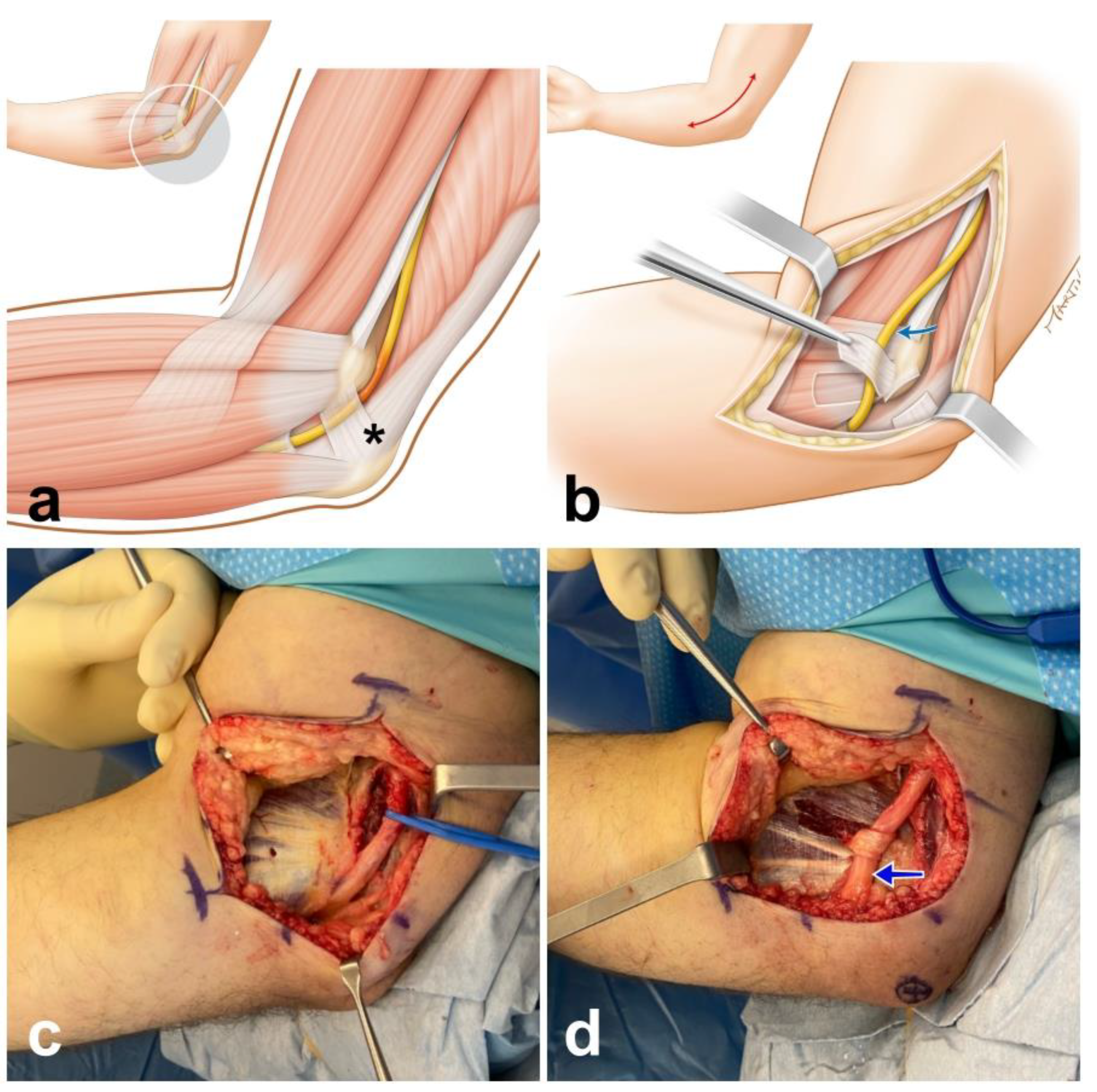 Neurolint 13 00046 g001