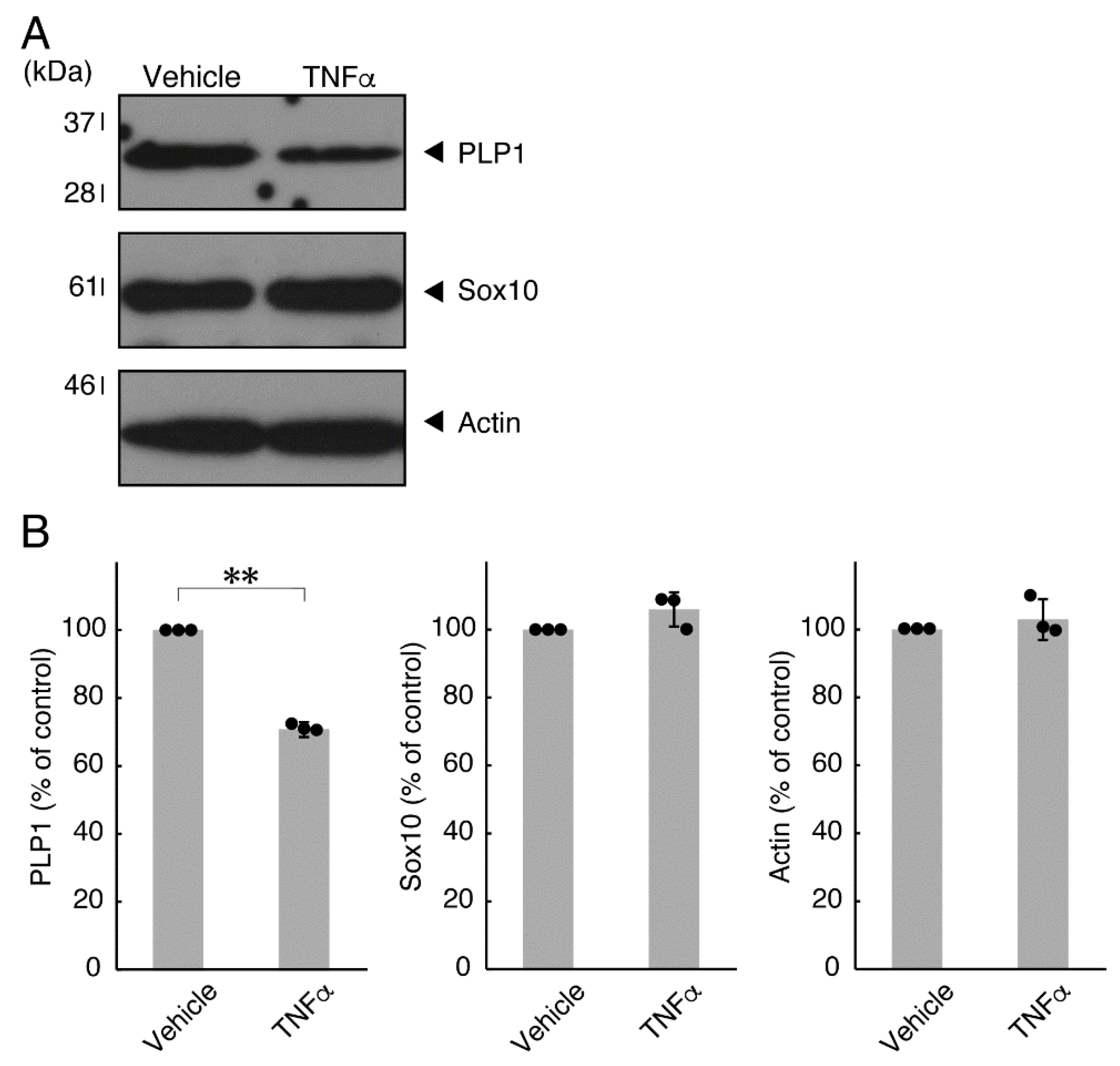 Neurolint 14 00039 g002