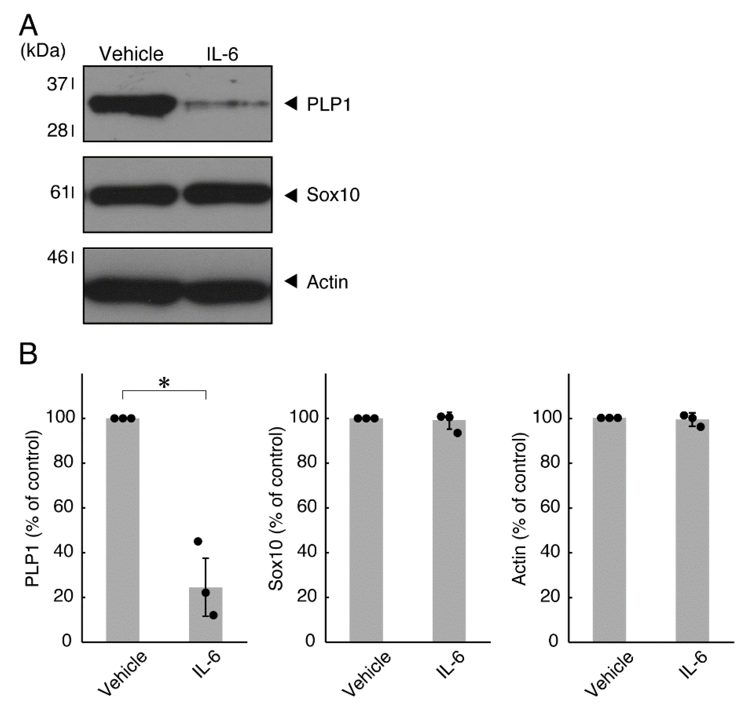 Neurolint 14 00039 g004