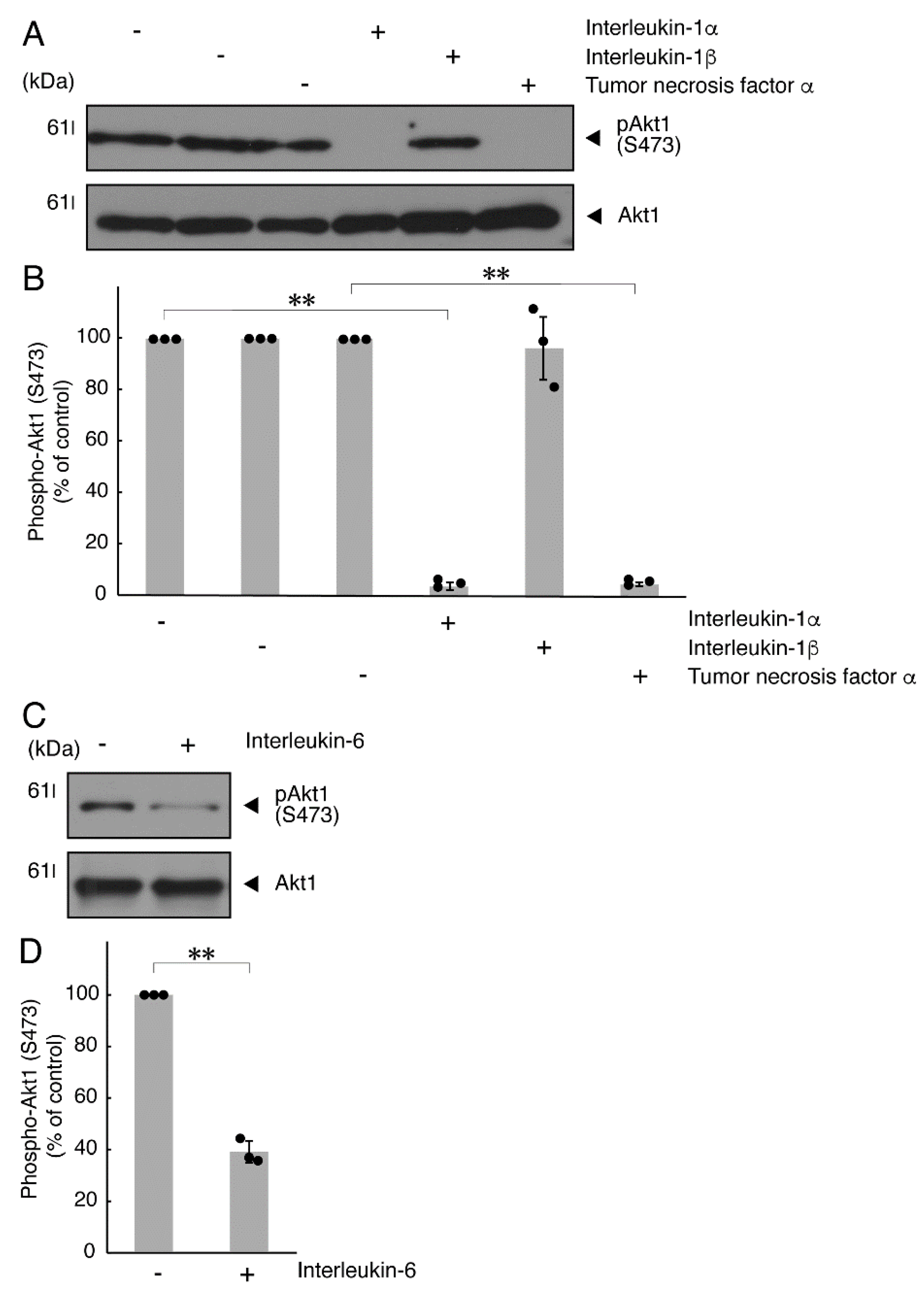 Neurolint 14 00039 g005