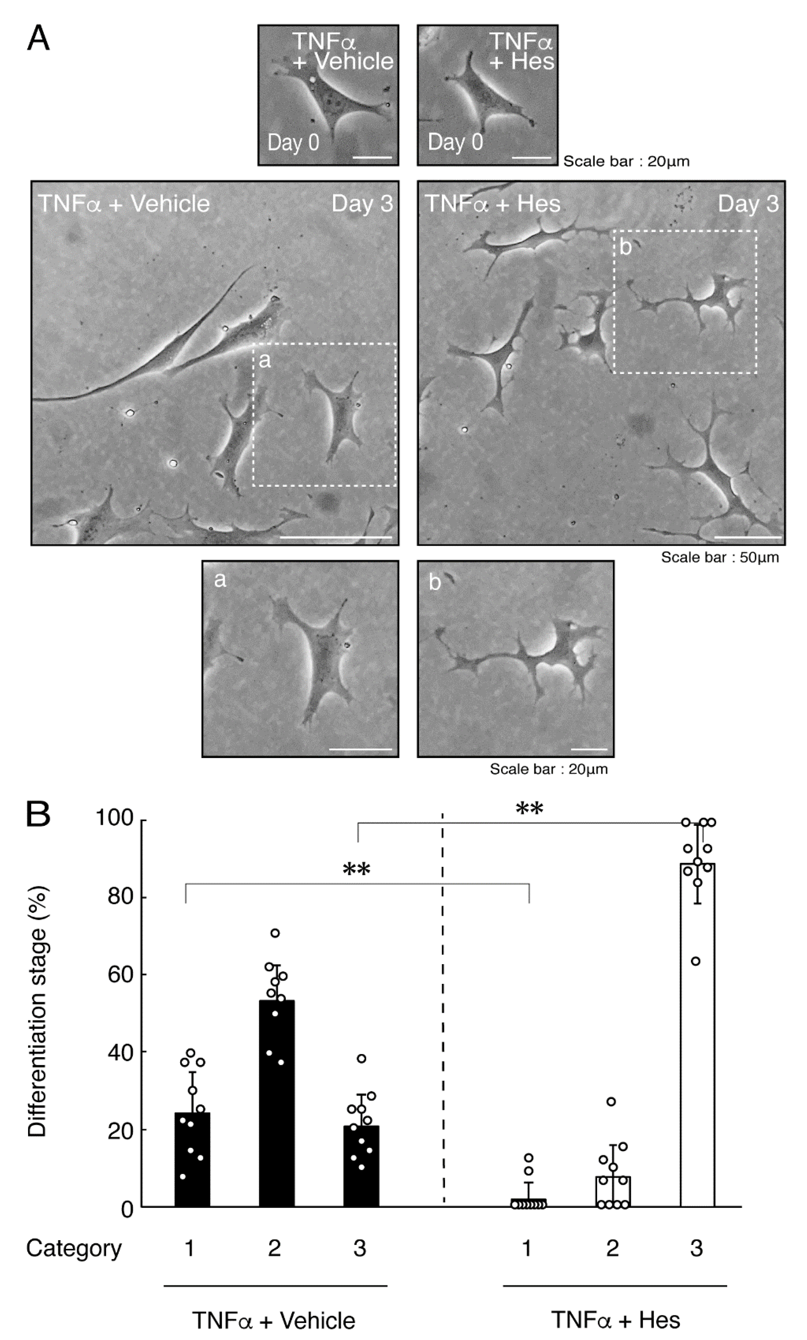 Neurolint 14 00039 g006
