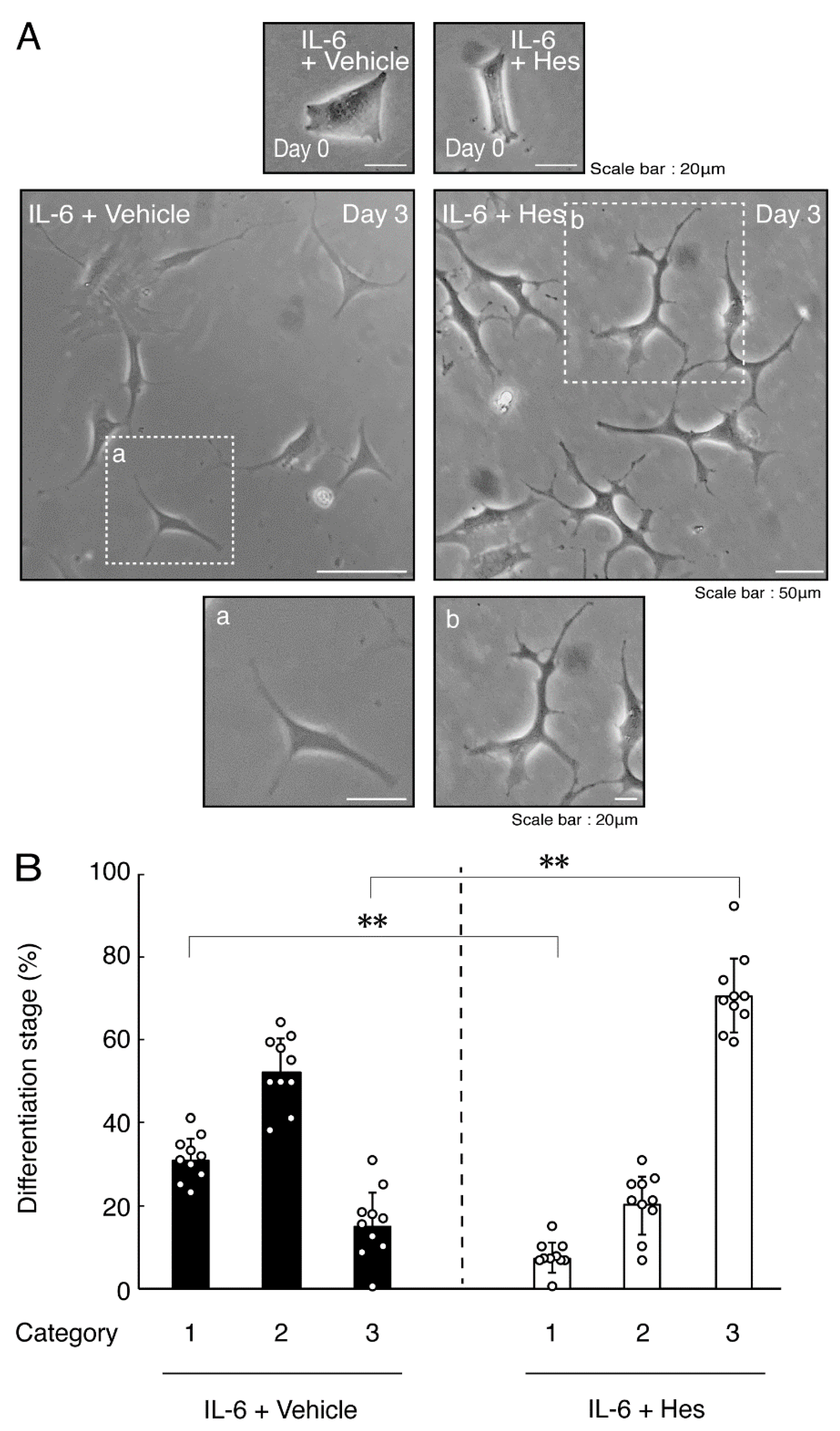 Neurolint 14 00039 g008