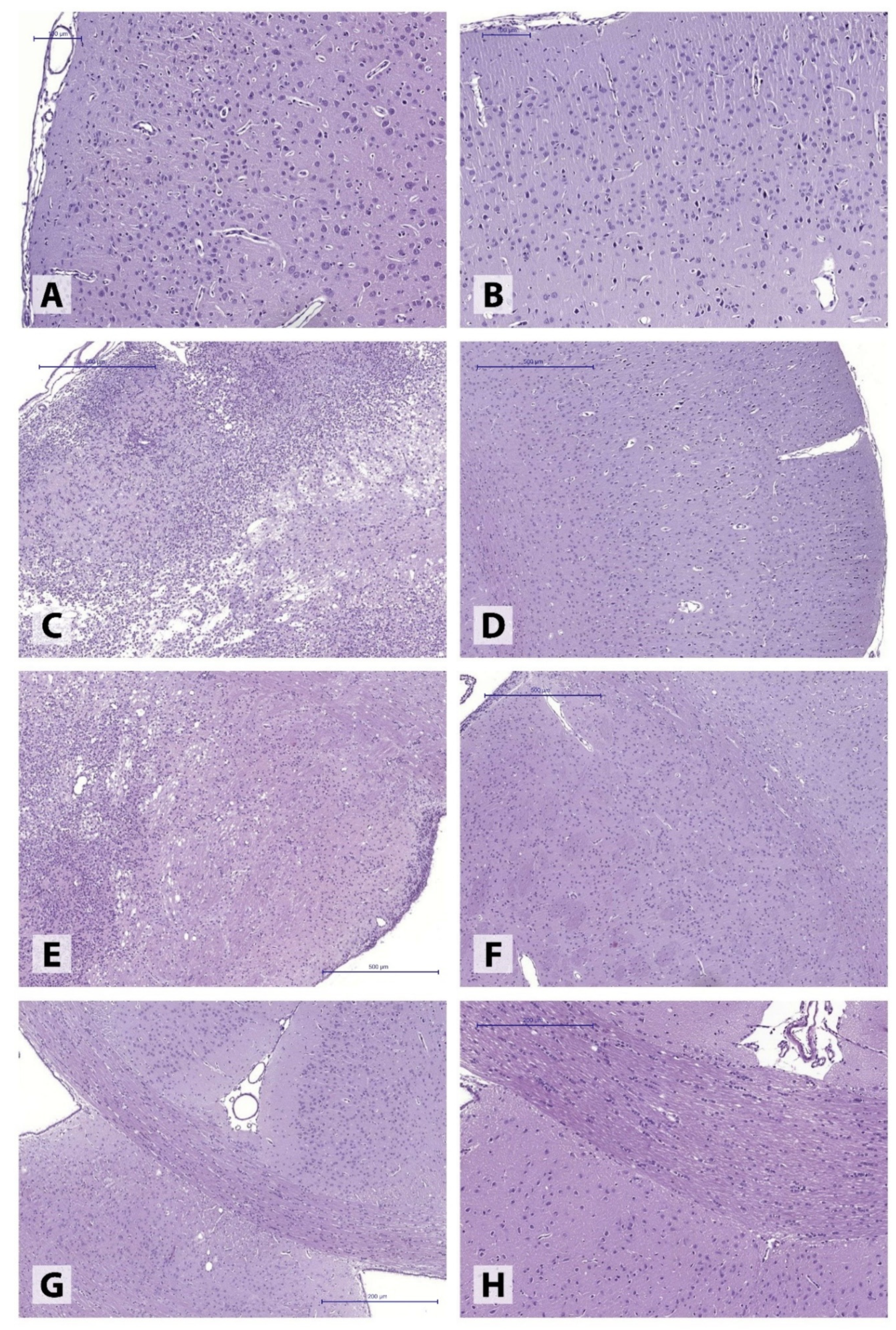 Neurolint 14 00044 g001