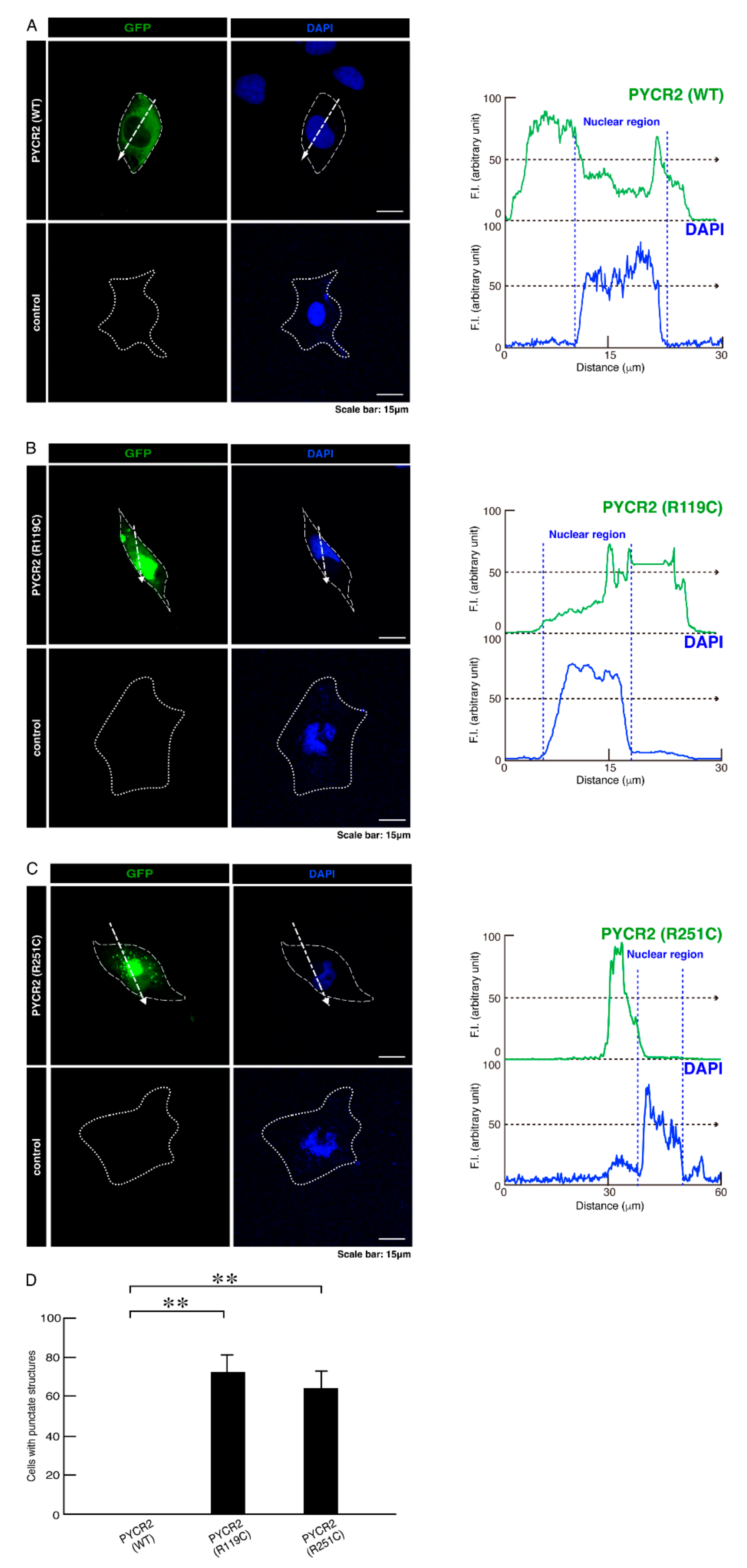 Neurolint 14 00085 g001