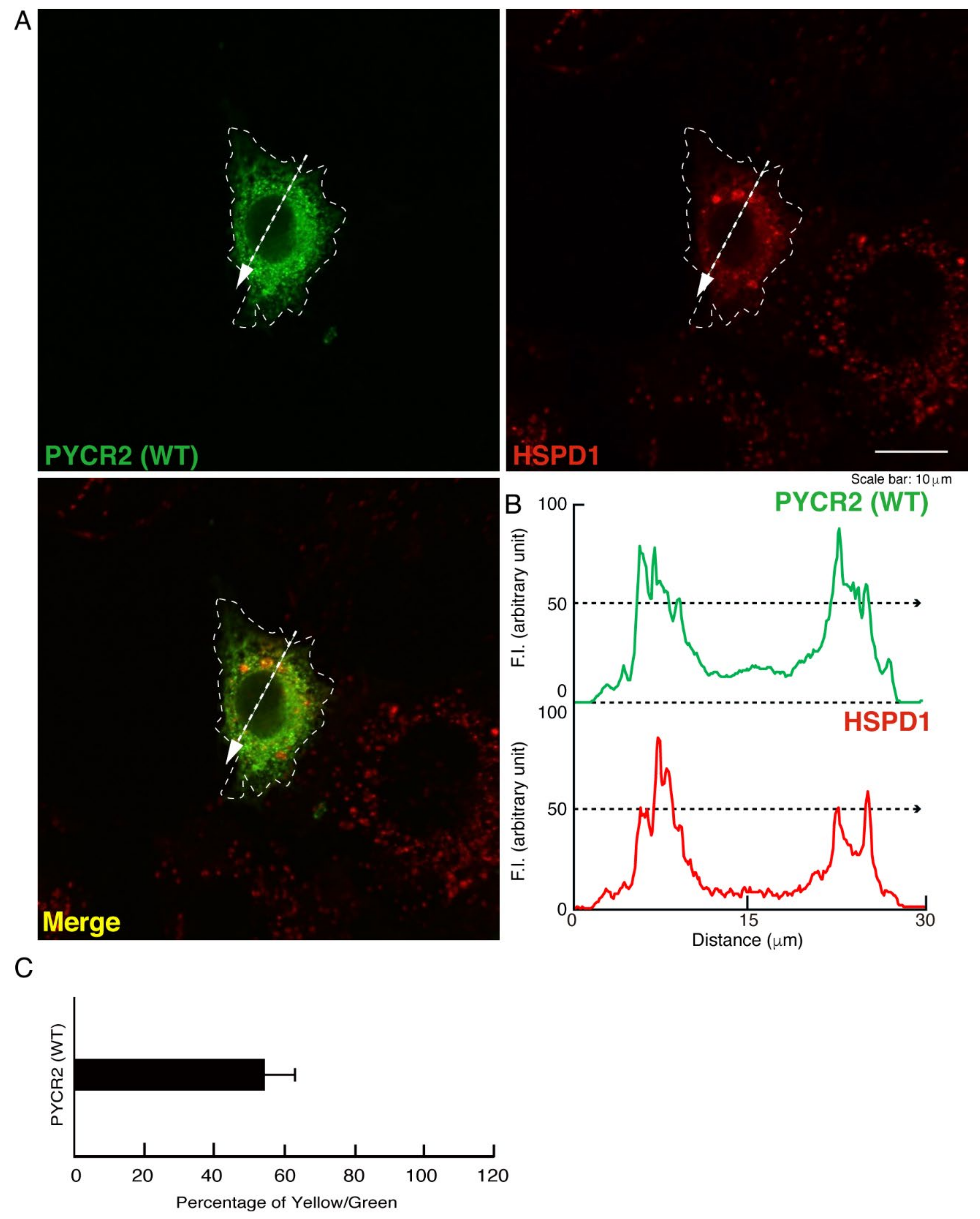 Neurolint 14 00085 g002