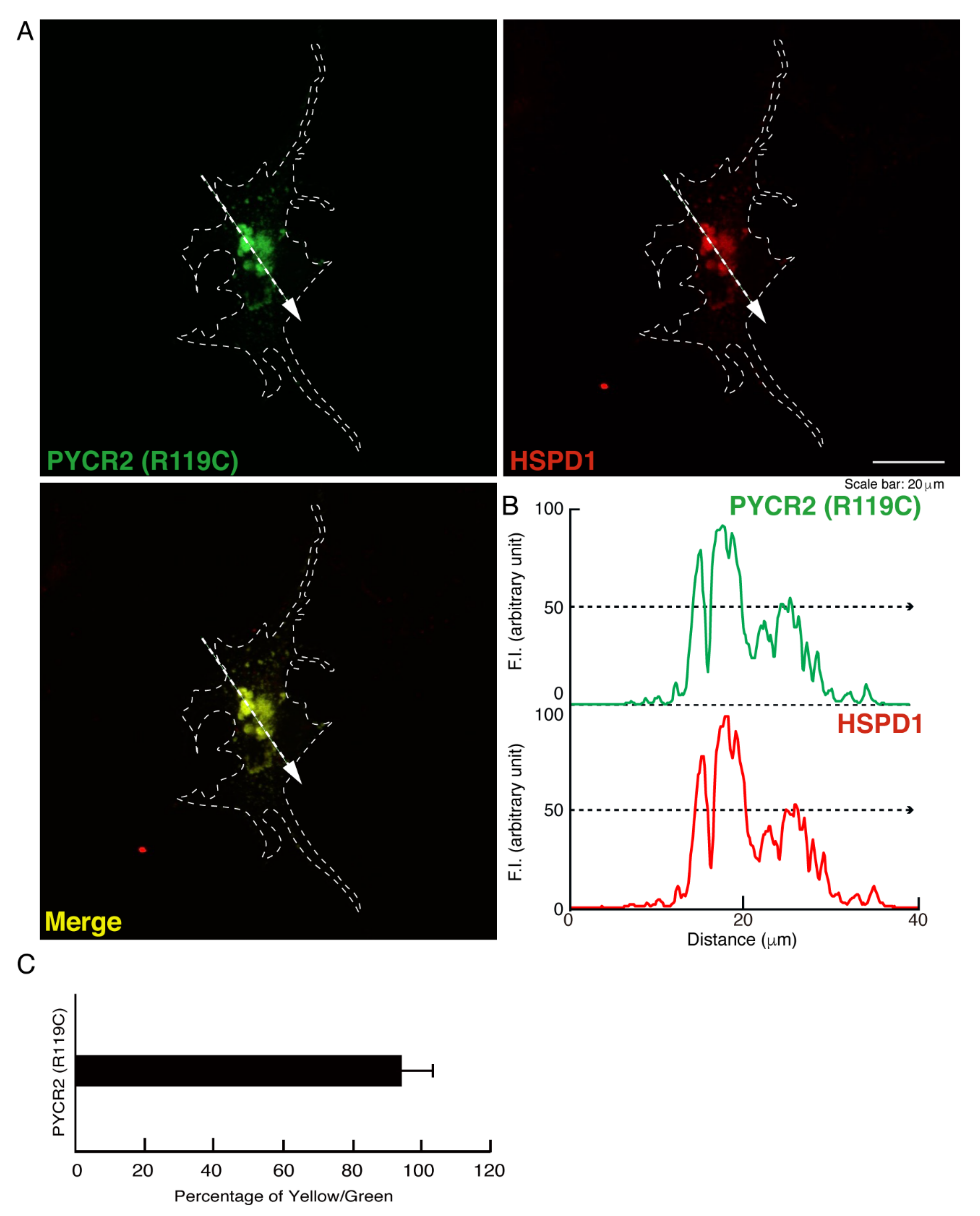 Neurolint 14 00085 g003