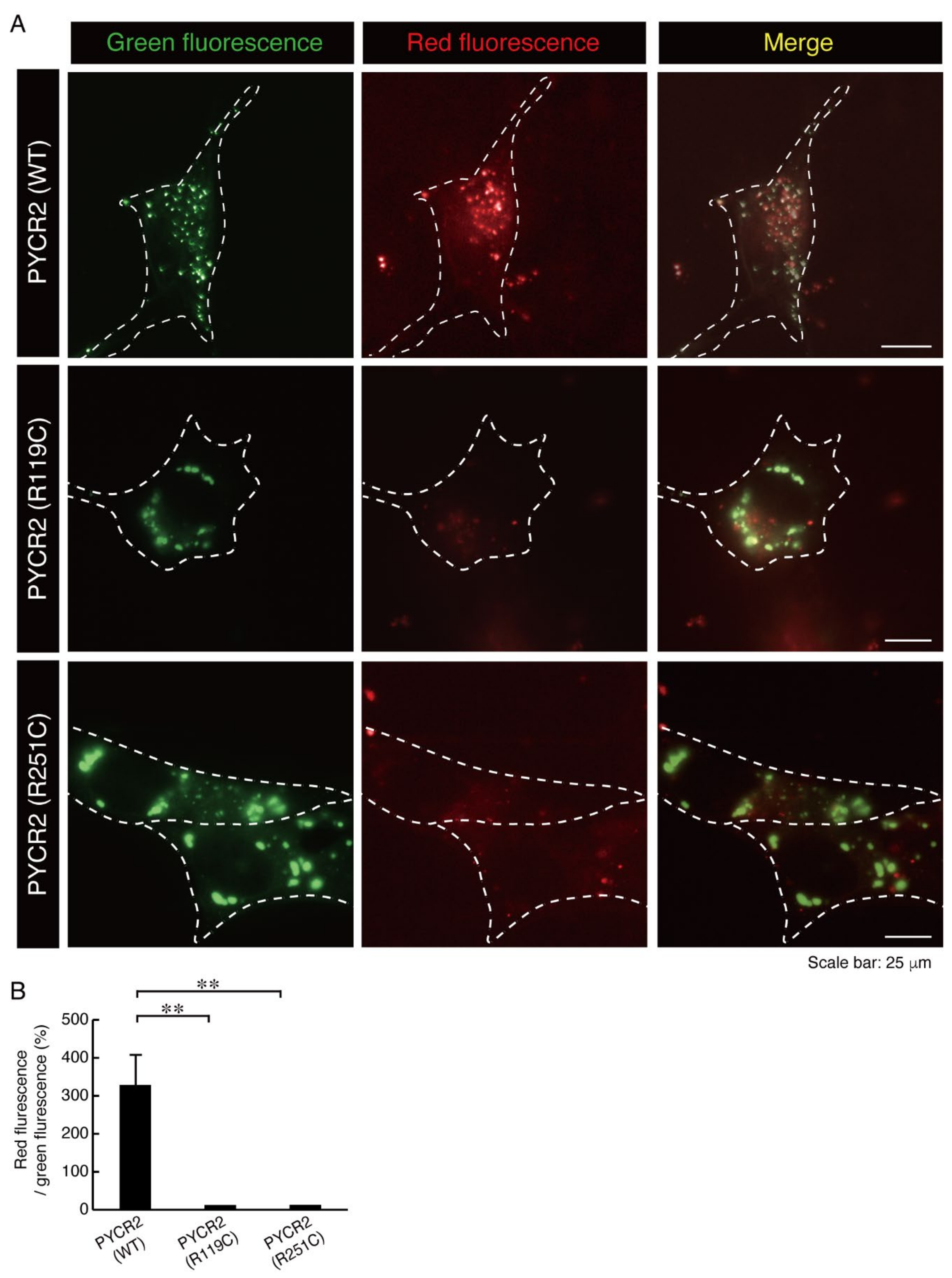Neurolint 14 00085 g007