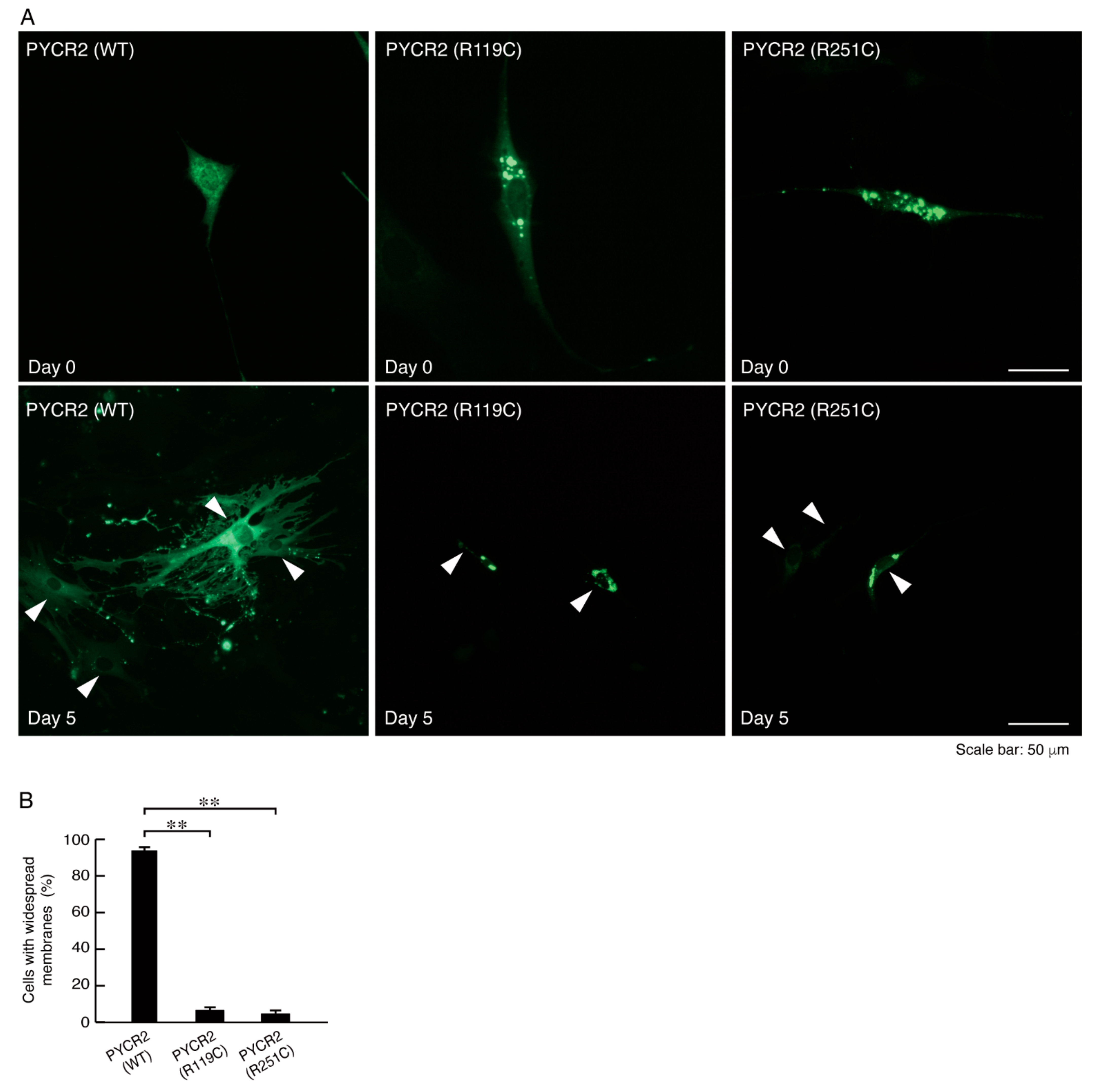 Neurolint 14 00085 g008