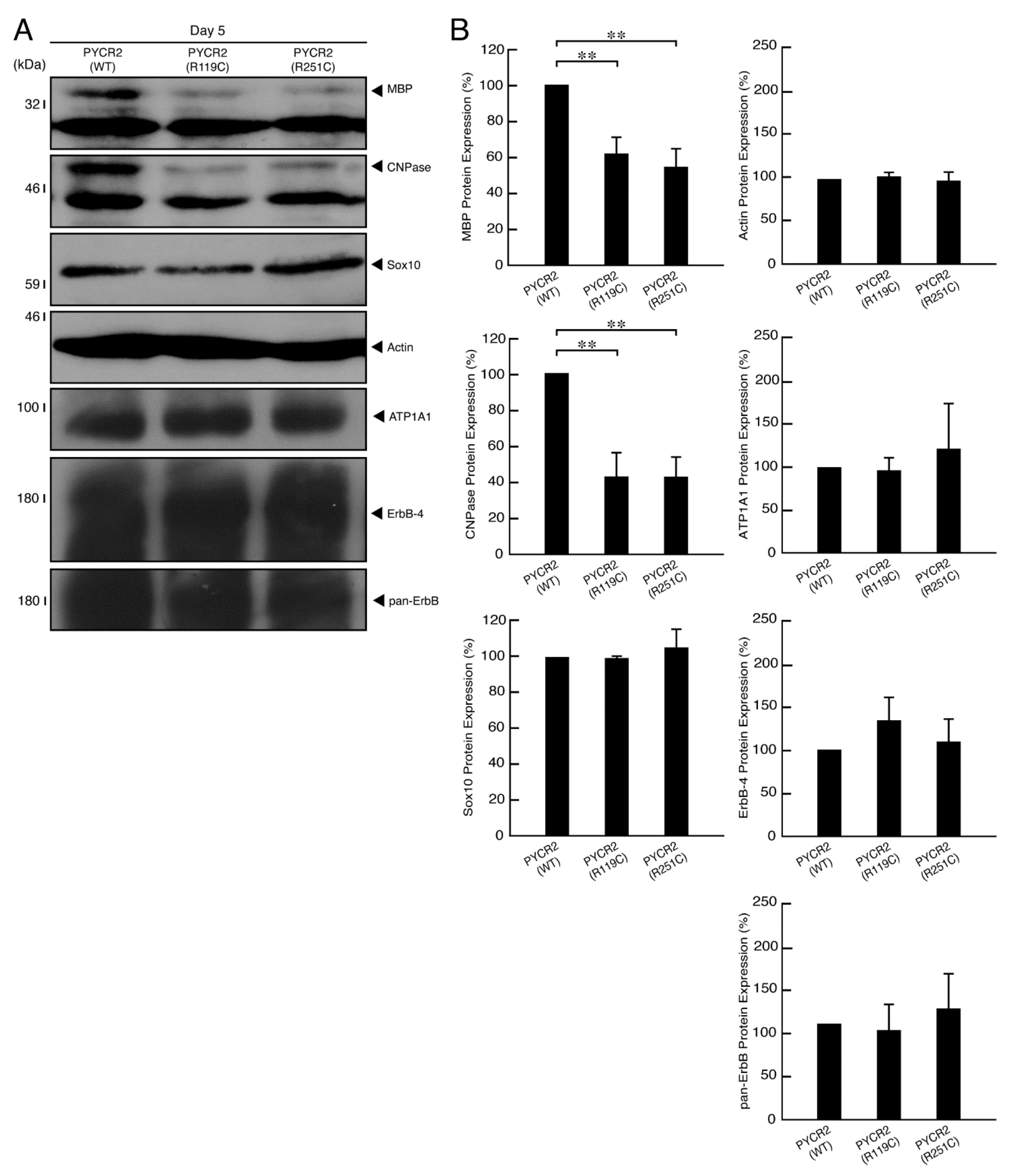Neurolint 14 00085 g009
