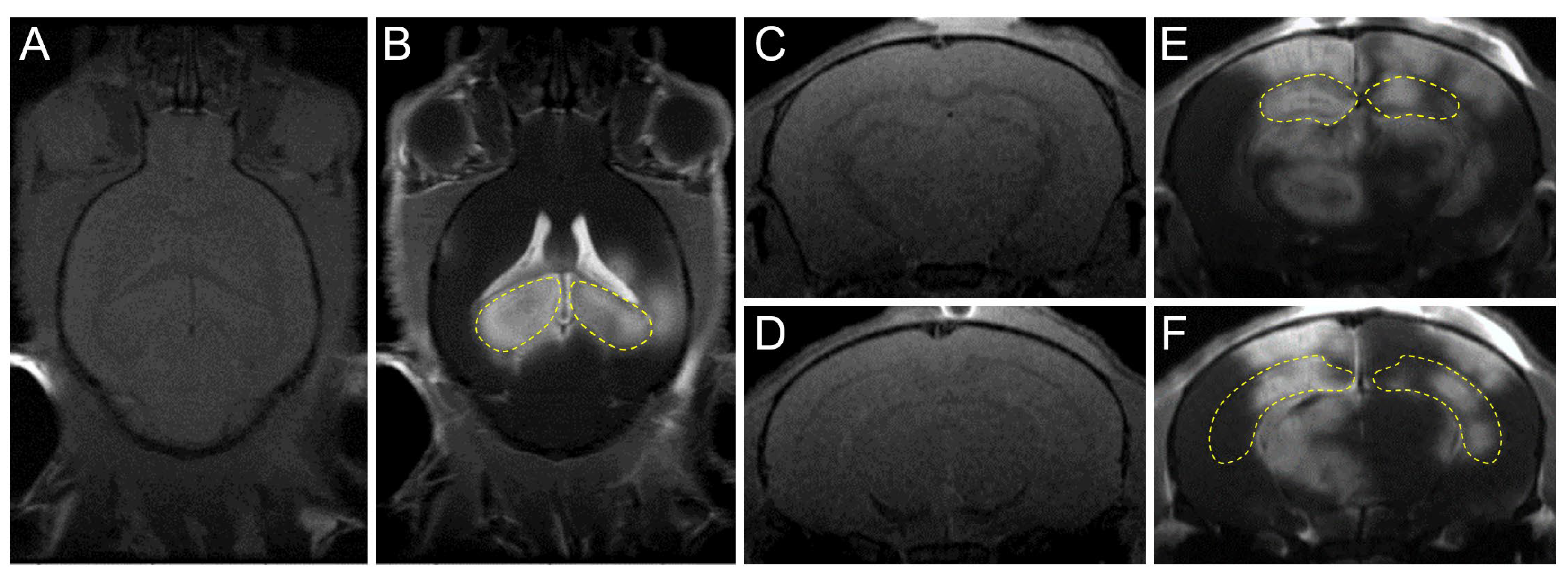 Neurolint 15 00018 g002 Neurolint 15 00018 g002