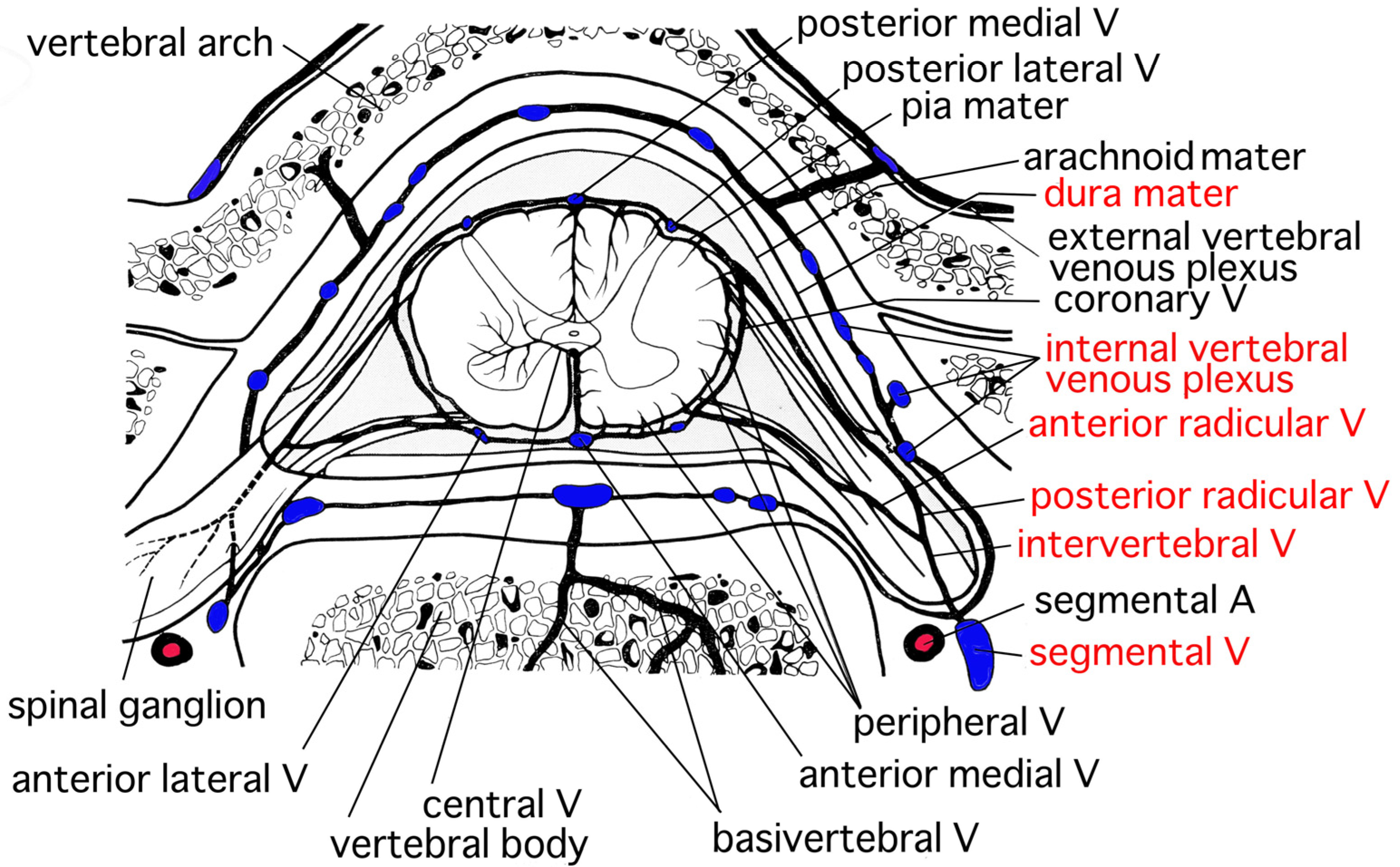 Neurolint 15 00024 g006