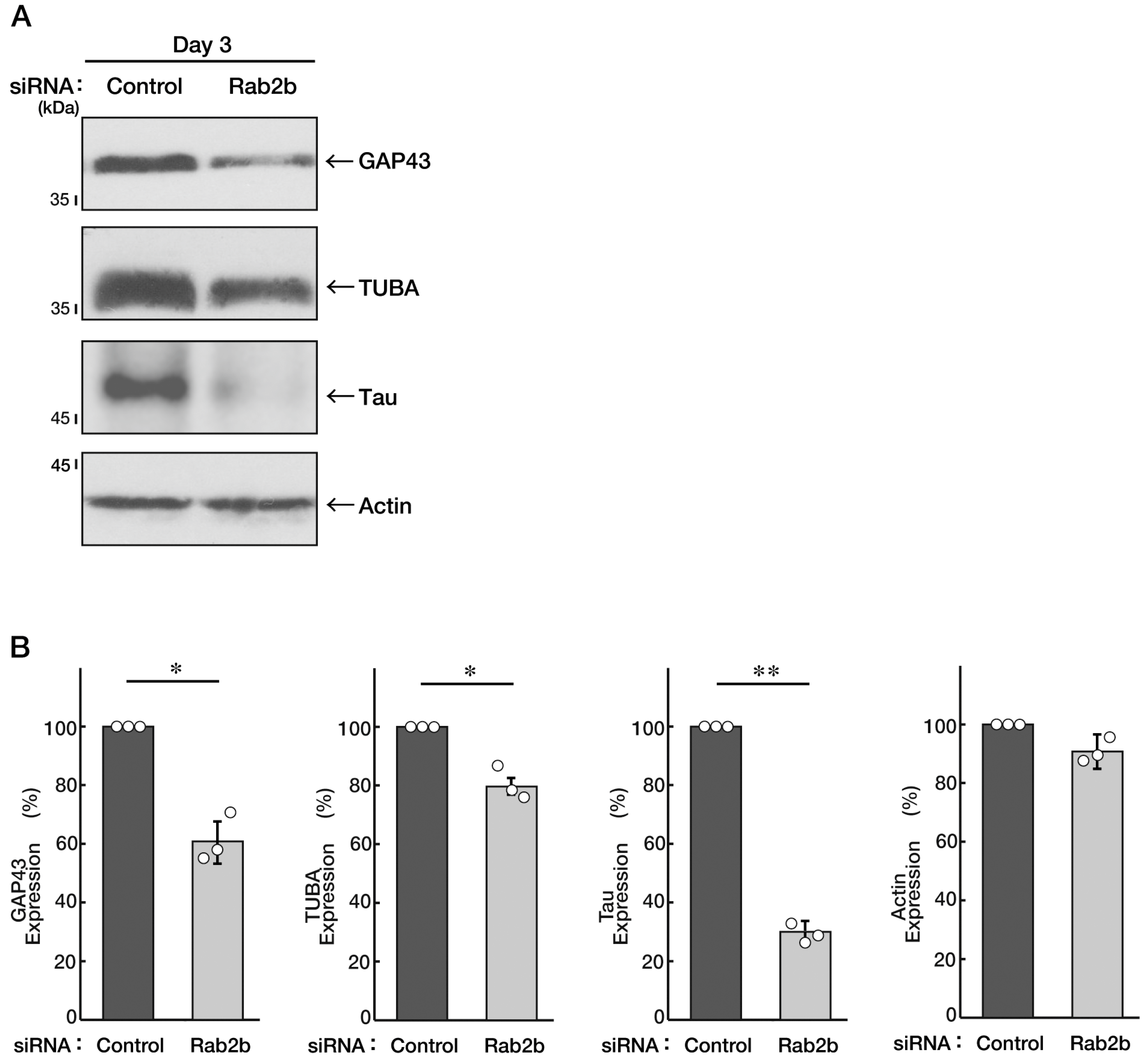Neurolint 15 00025 g002 Neurolint 15 00025 g002