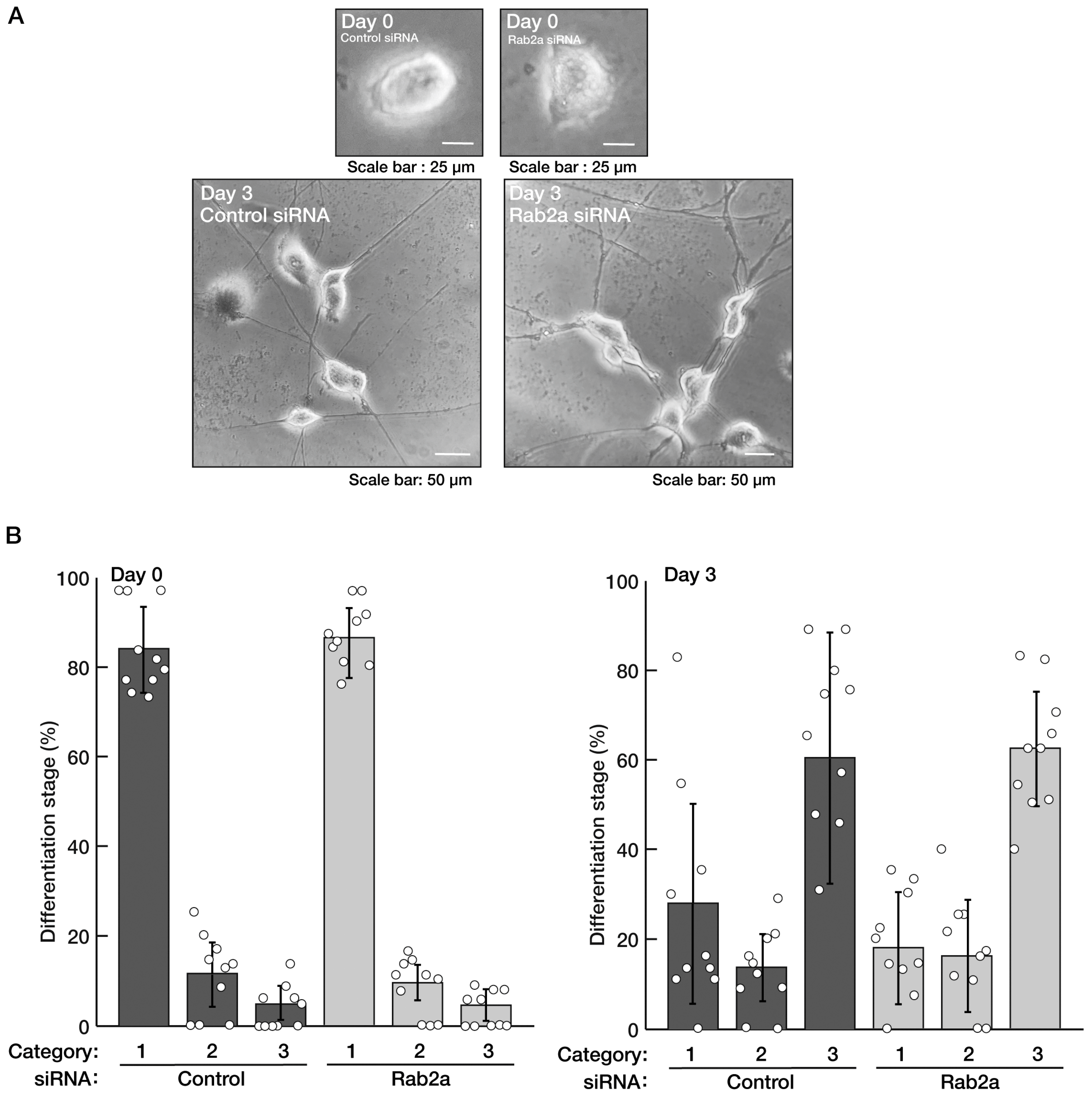 Neurolint 15 00025 g003 Neurolint 15 00025 g003