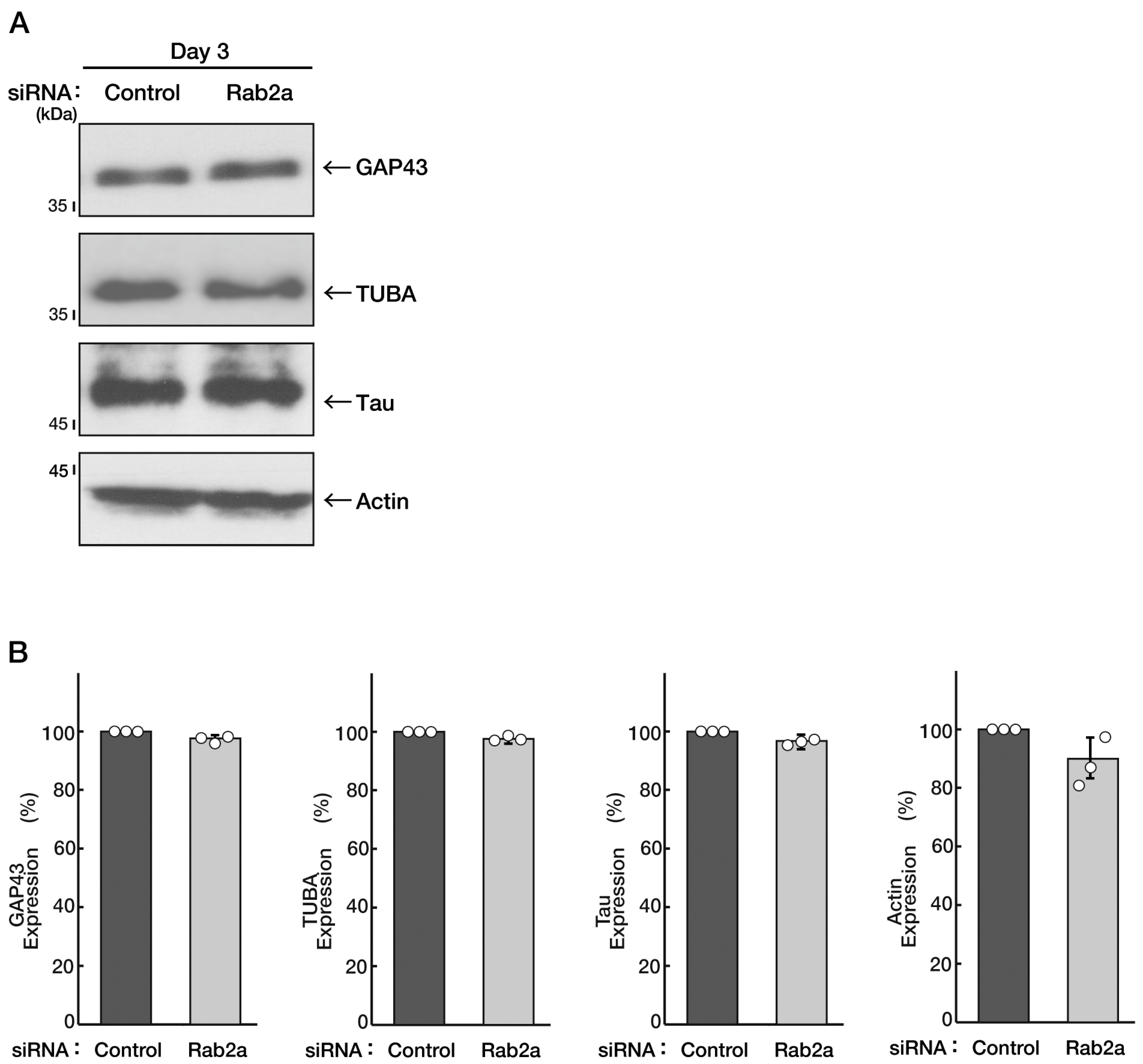 Neurolint 15 00025 g004 Neurolint 15 00025 g004