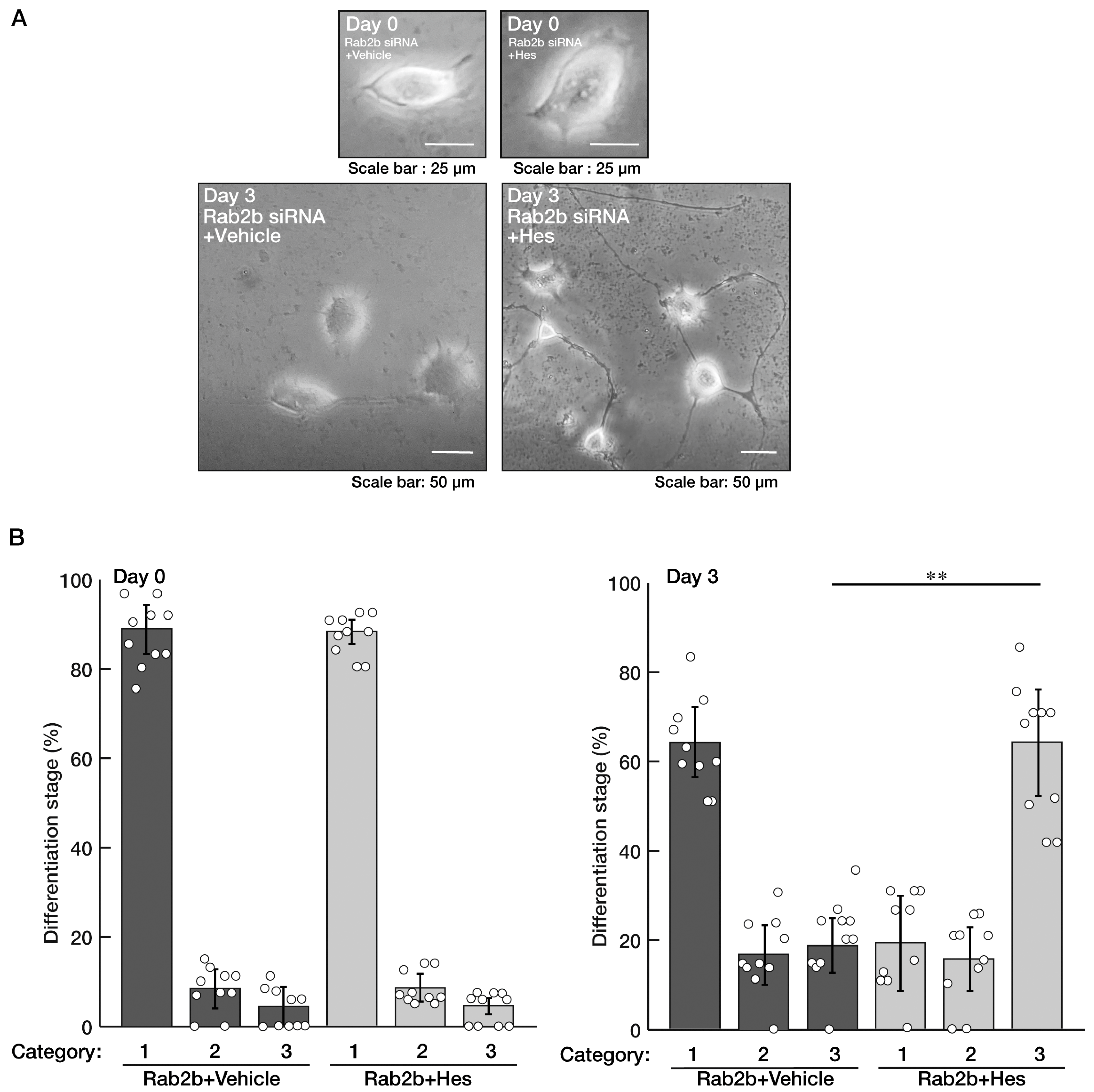 Neurolint 15 00025 g005 Neurolint 15 00025 g005