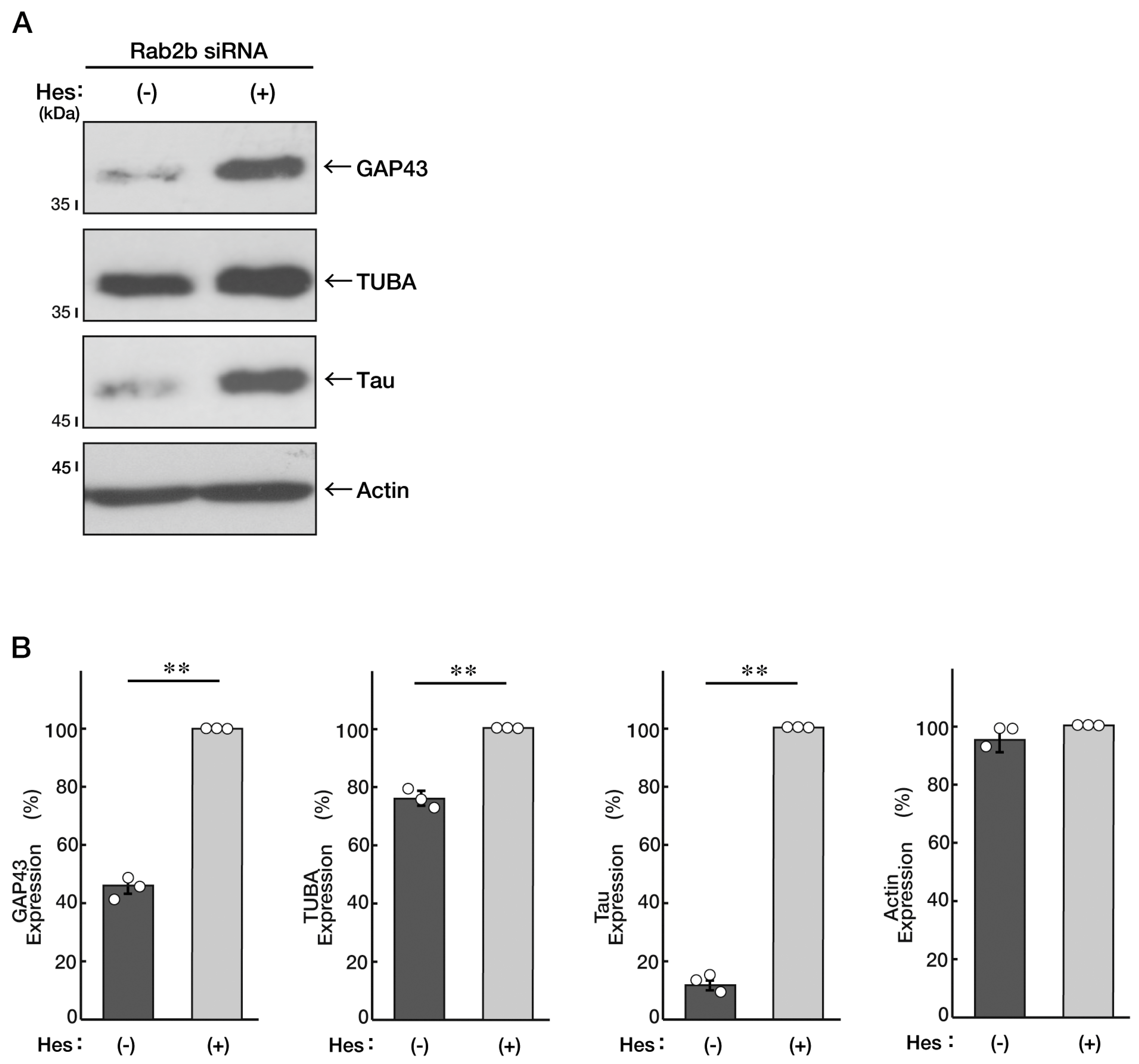 Neurolint 15 00025 g006 Neurolint 15 00025 g006