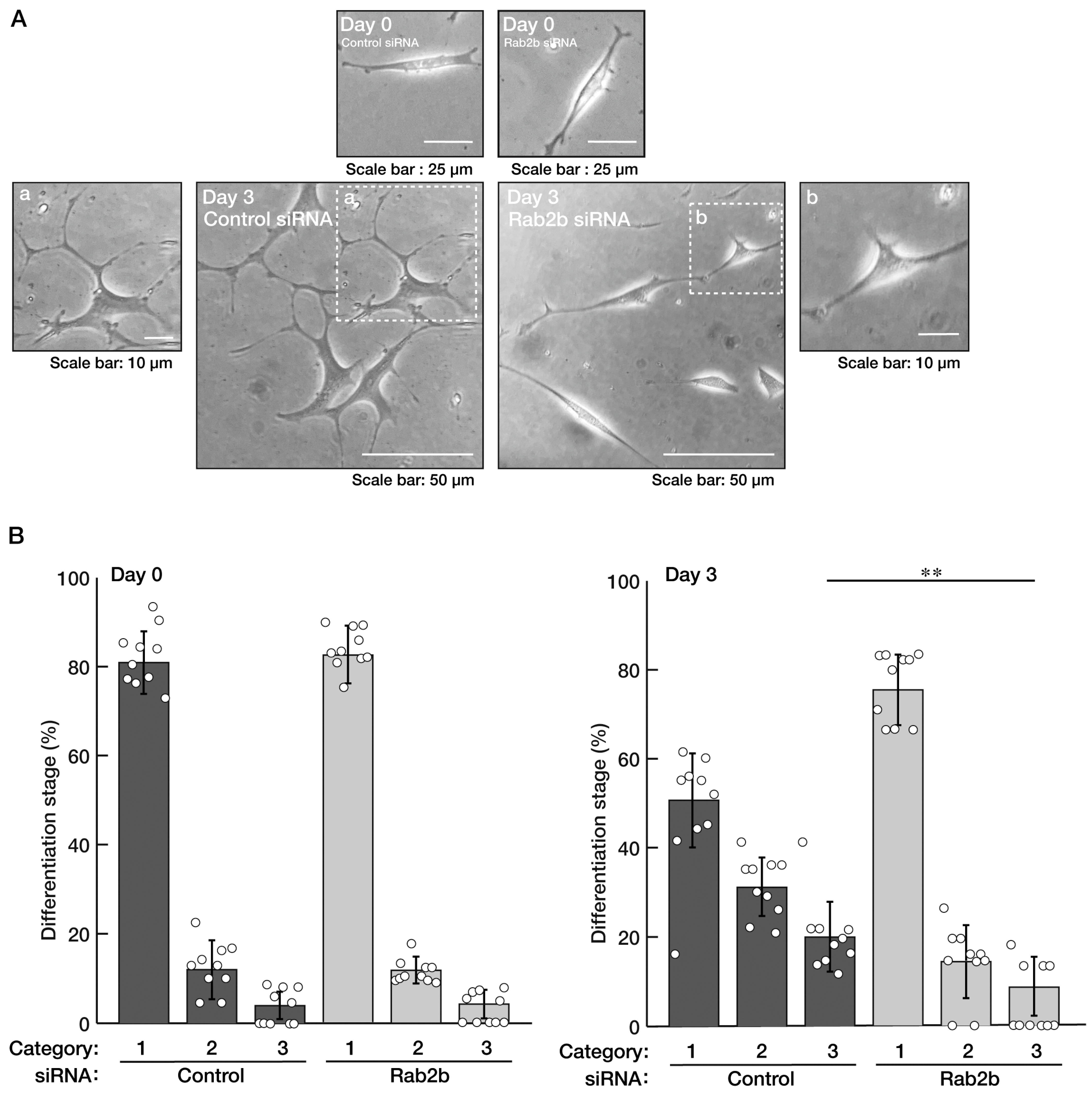 Neurolint 15 00025 g007 Neurolint 15 00025 g007