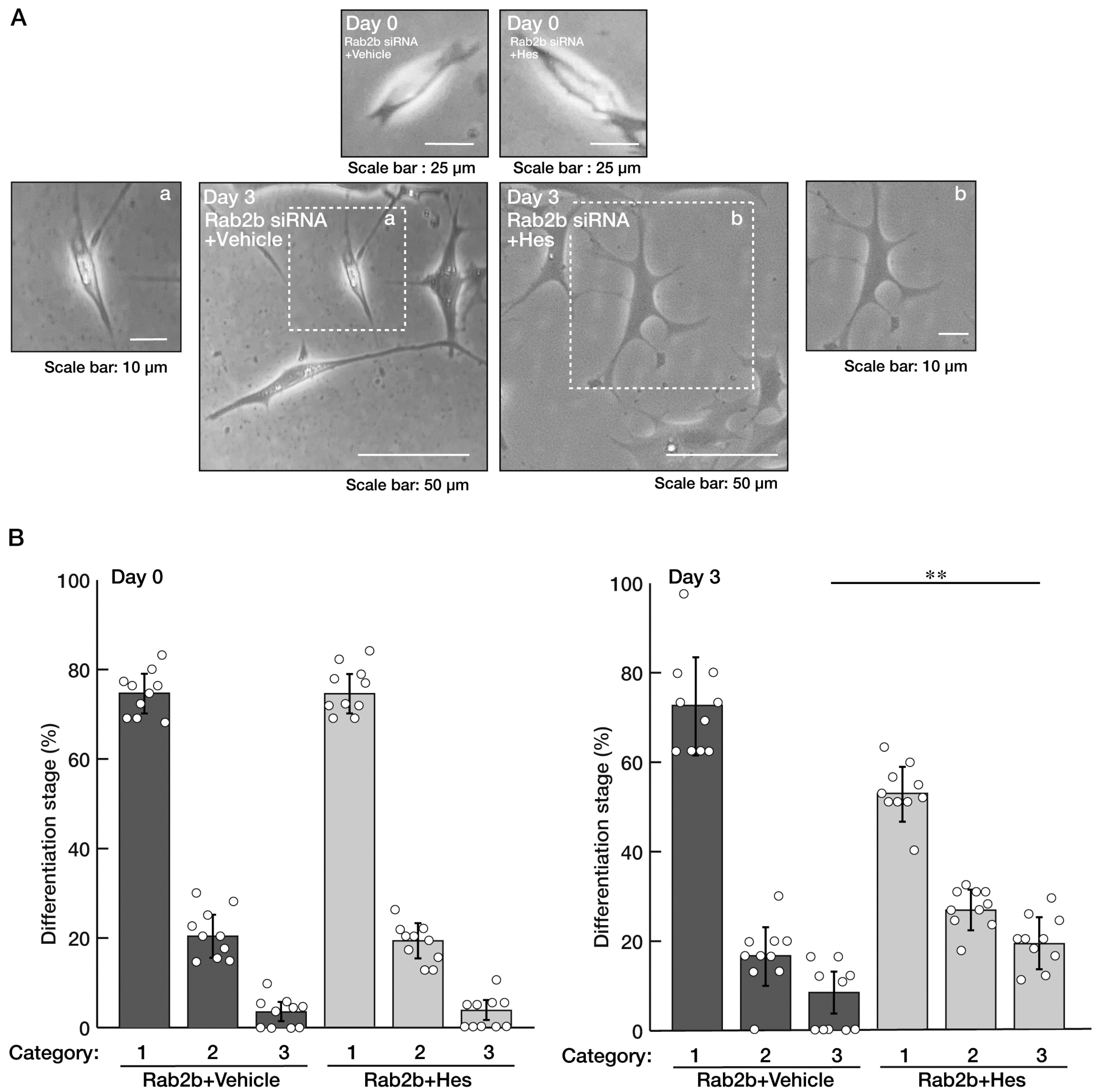 Neurolint 15 00025 g009 Neurolint 15 00025 g009
