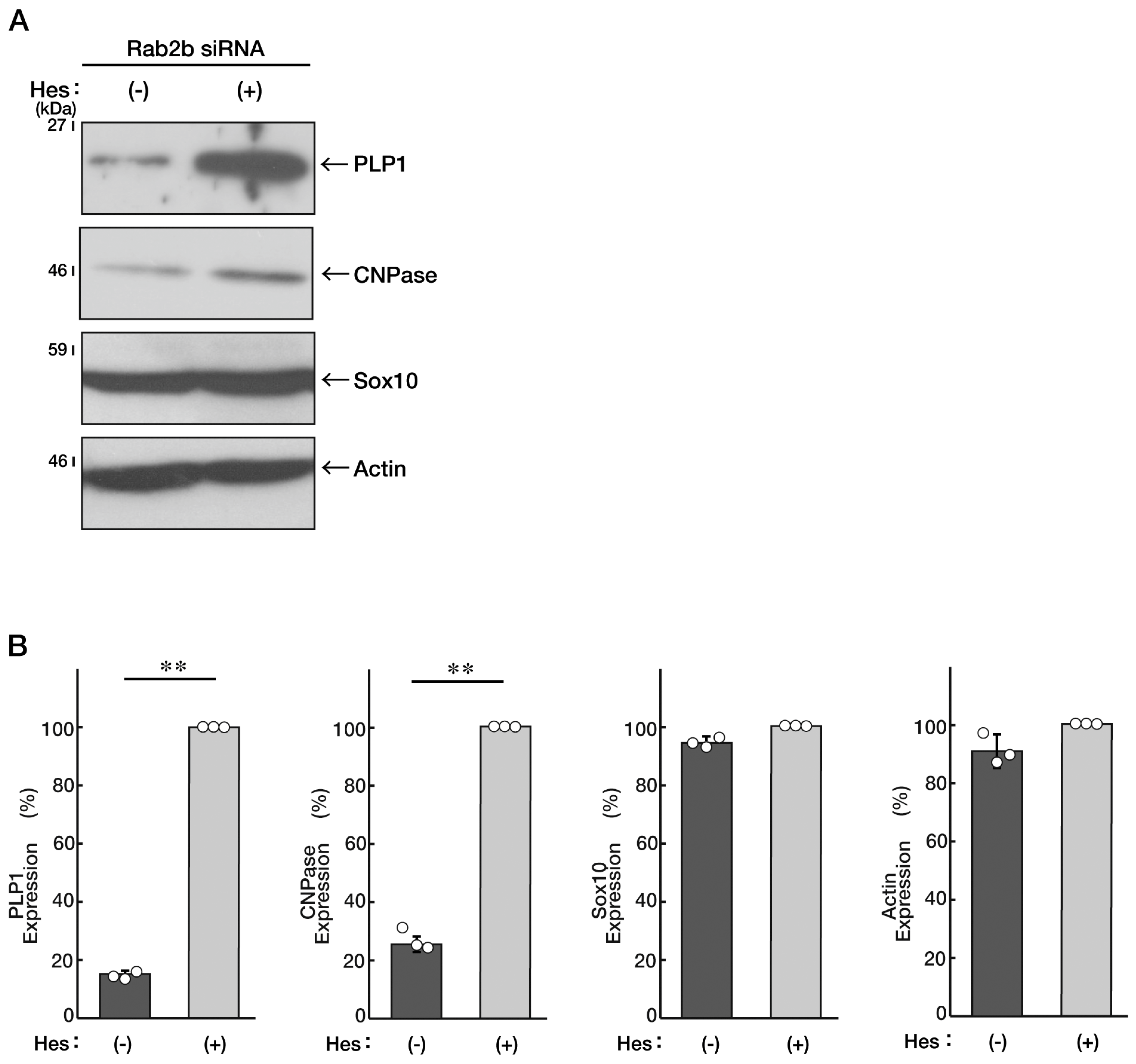 Neurolint 15 00025 g010 Neurolint 15 00025 g010