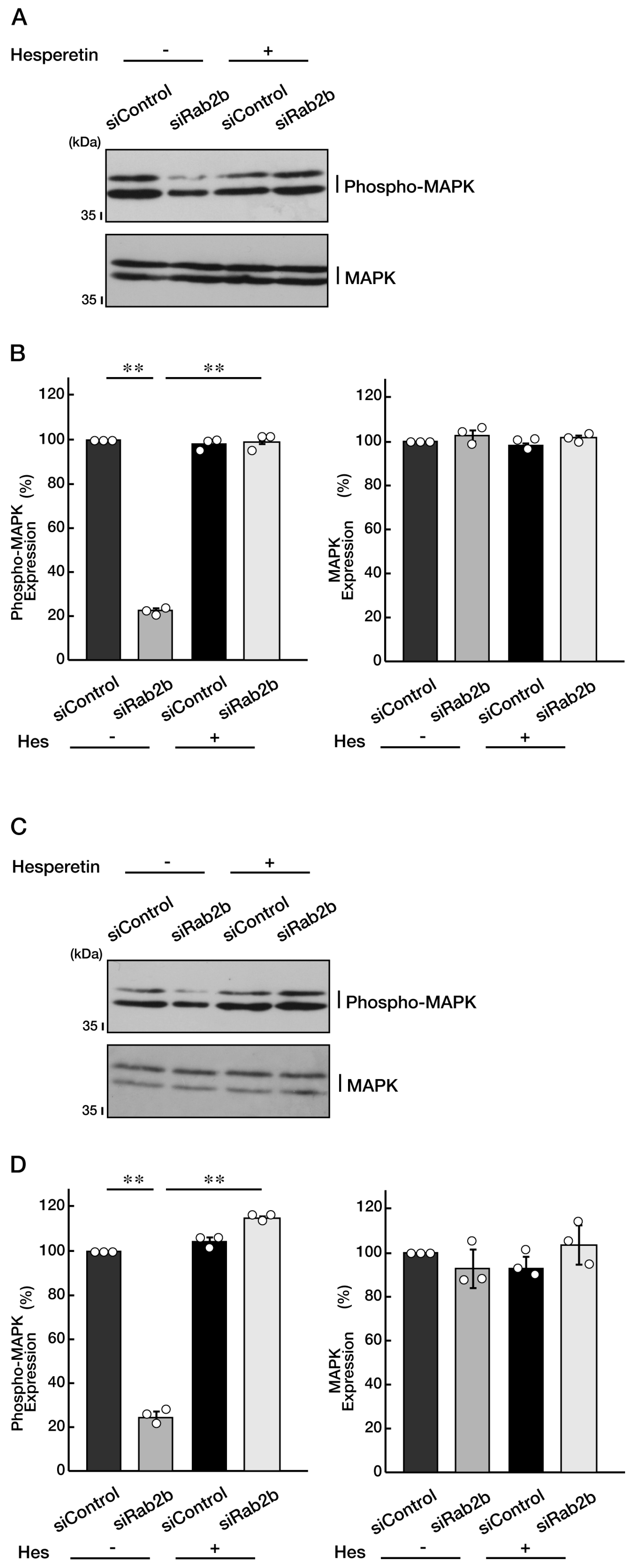 Neurolint 15 00025 g011 Neurolint 15 00025 g011