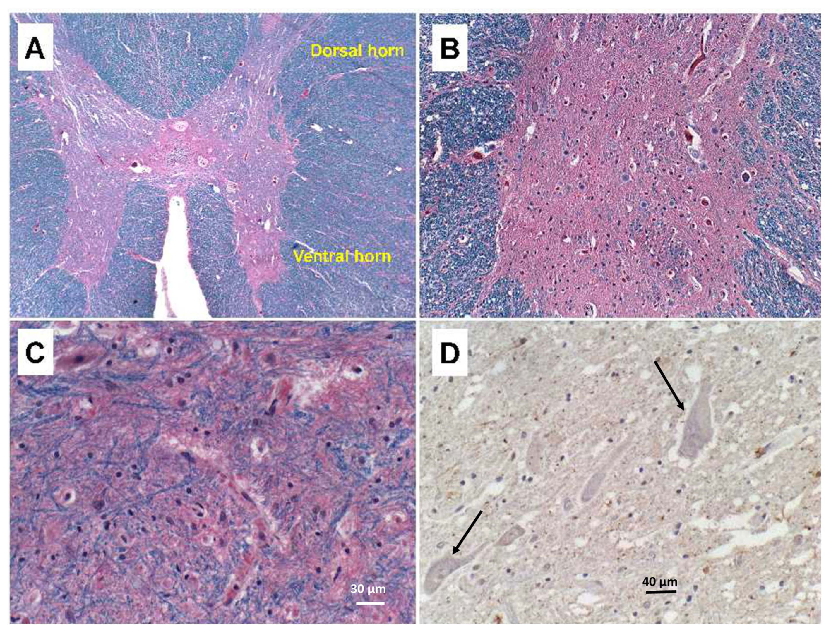 Neurolint 15 00035 g001