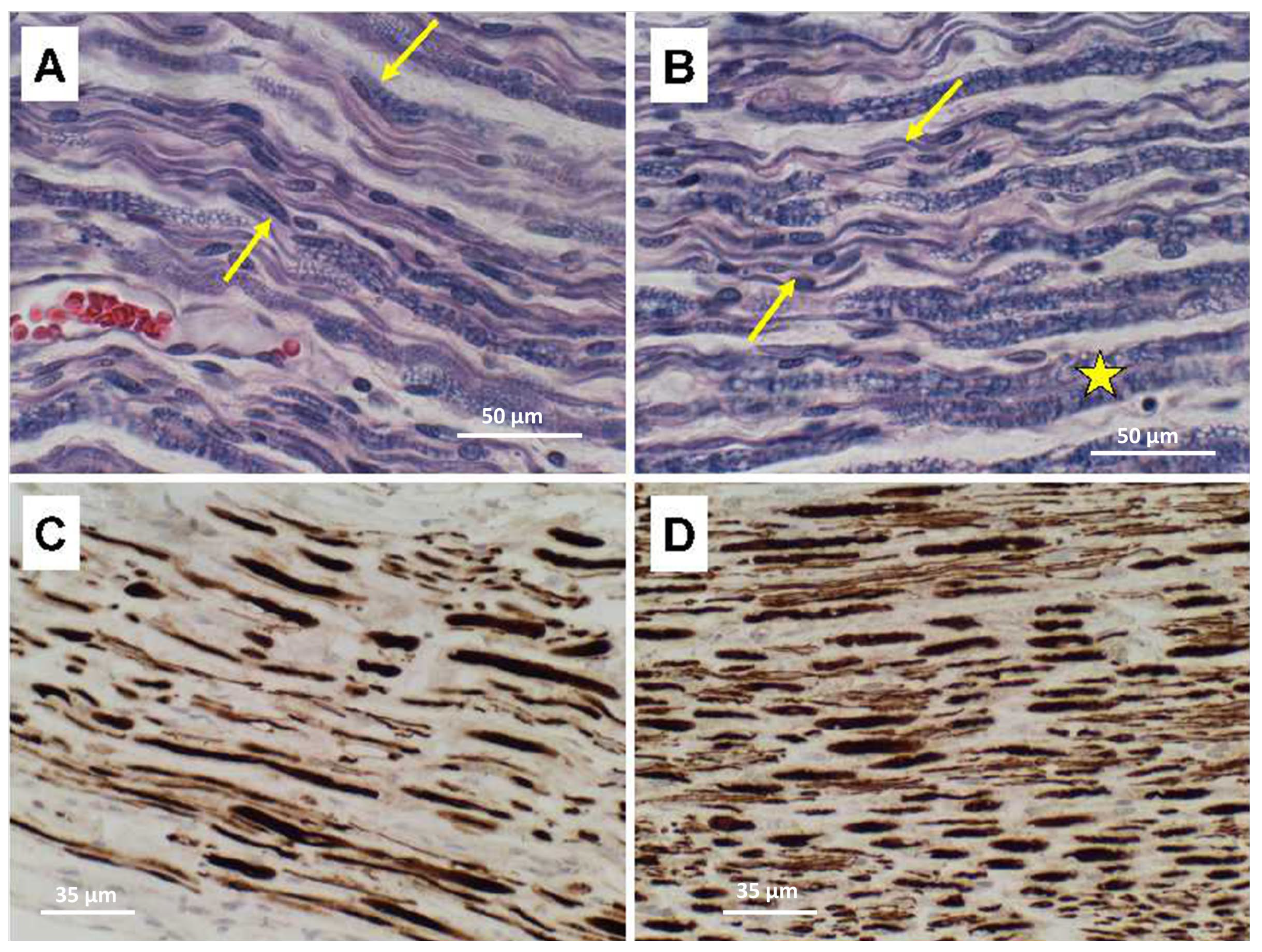 Neurolint 15 00035 g004