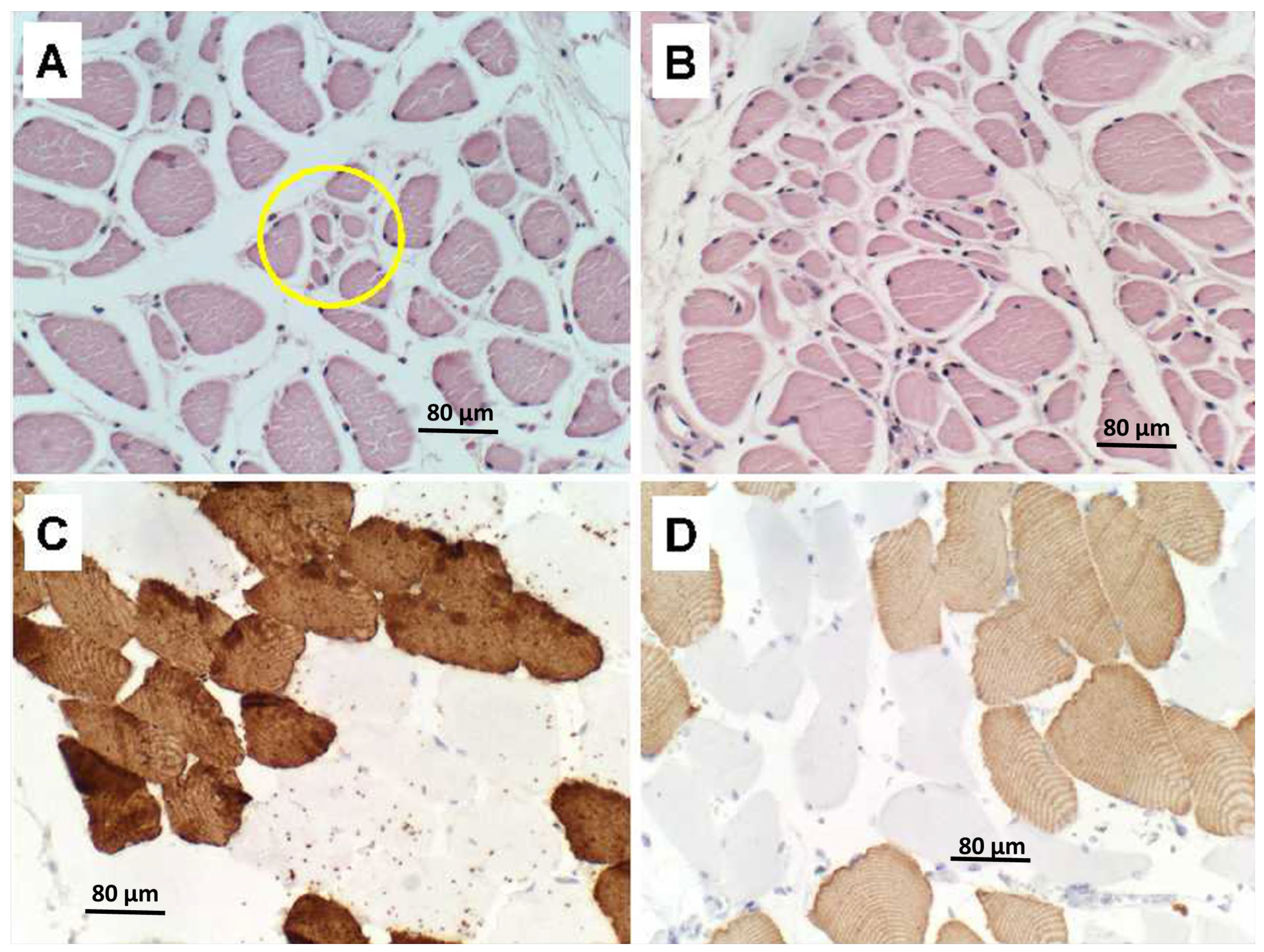 Neurolint 15 00035 g005
