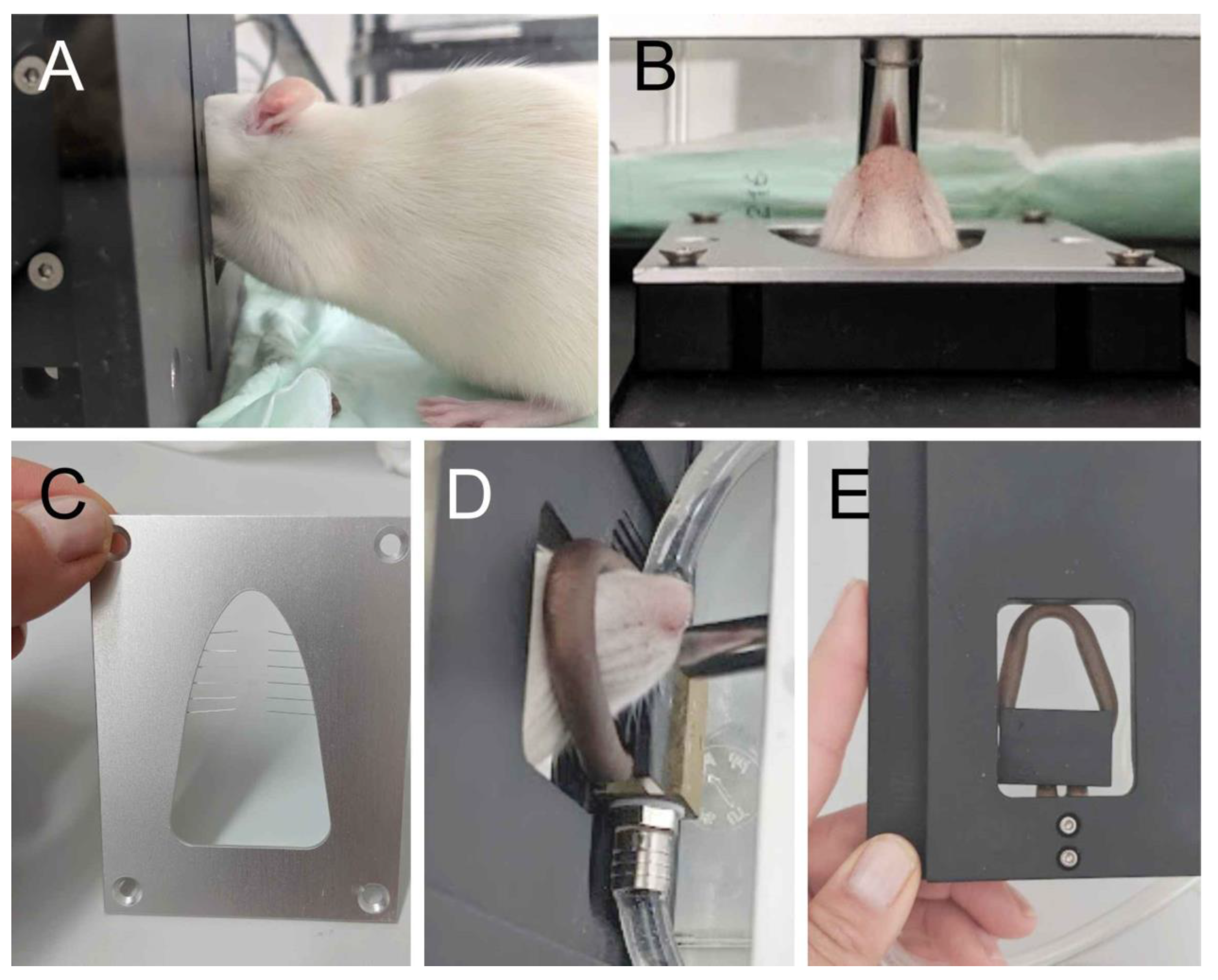 Neurolint 15 00039 g001
