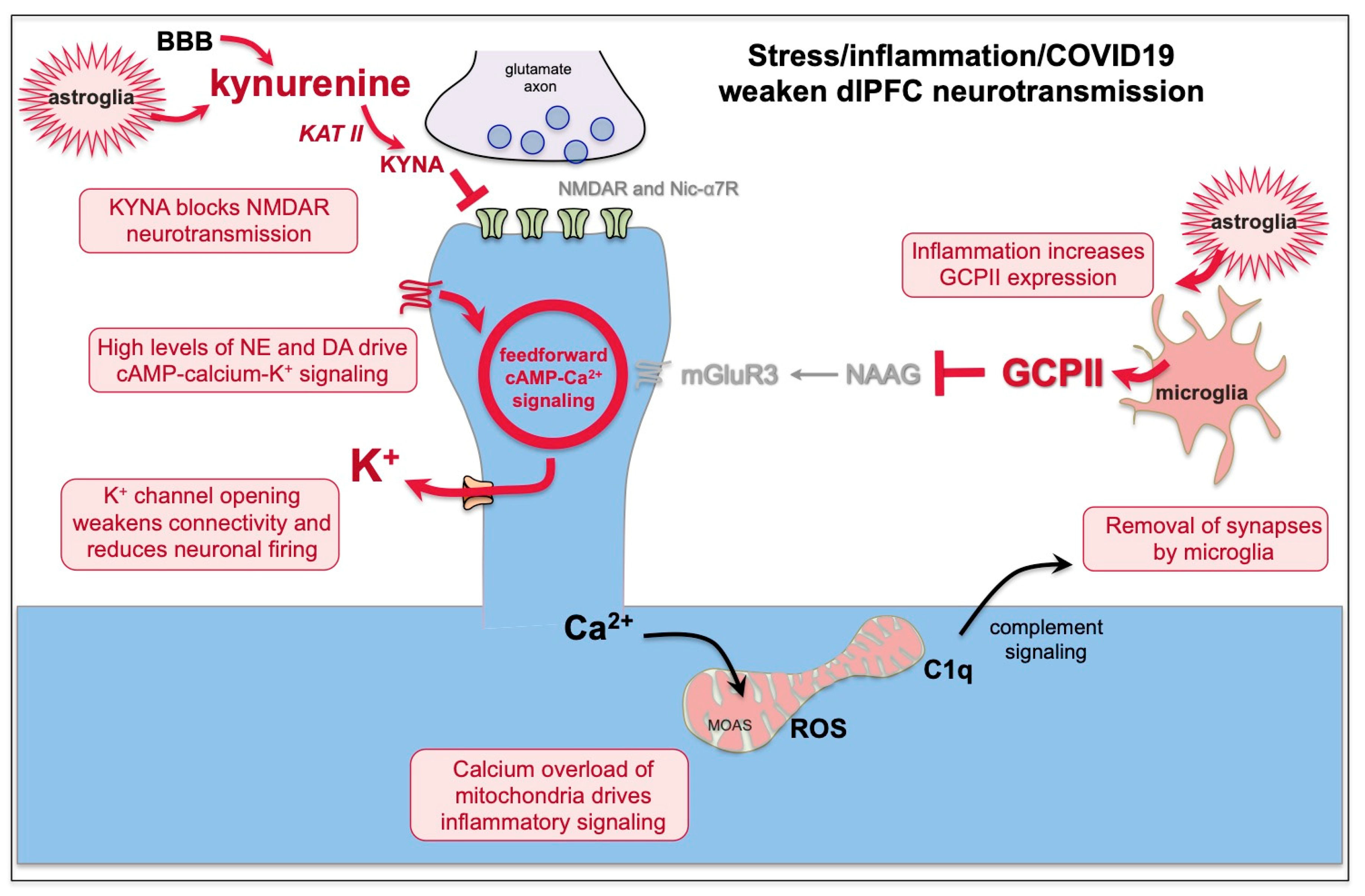 Neurolint 15 00045 g003
