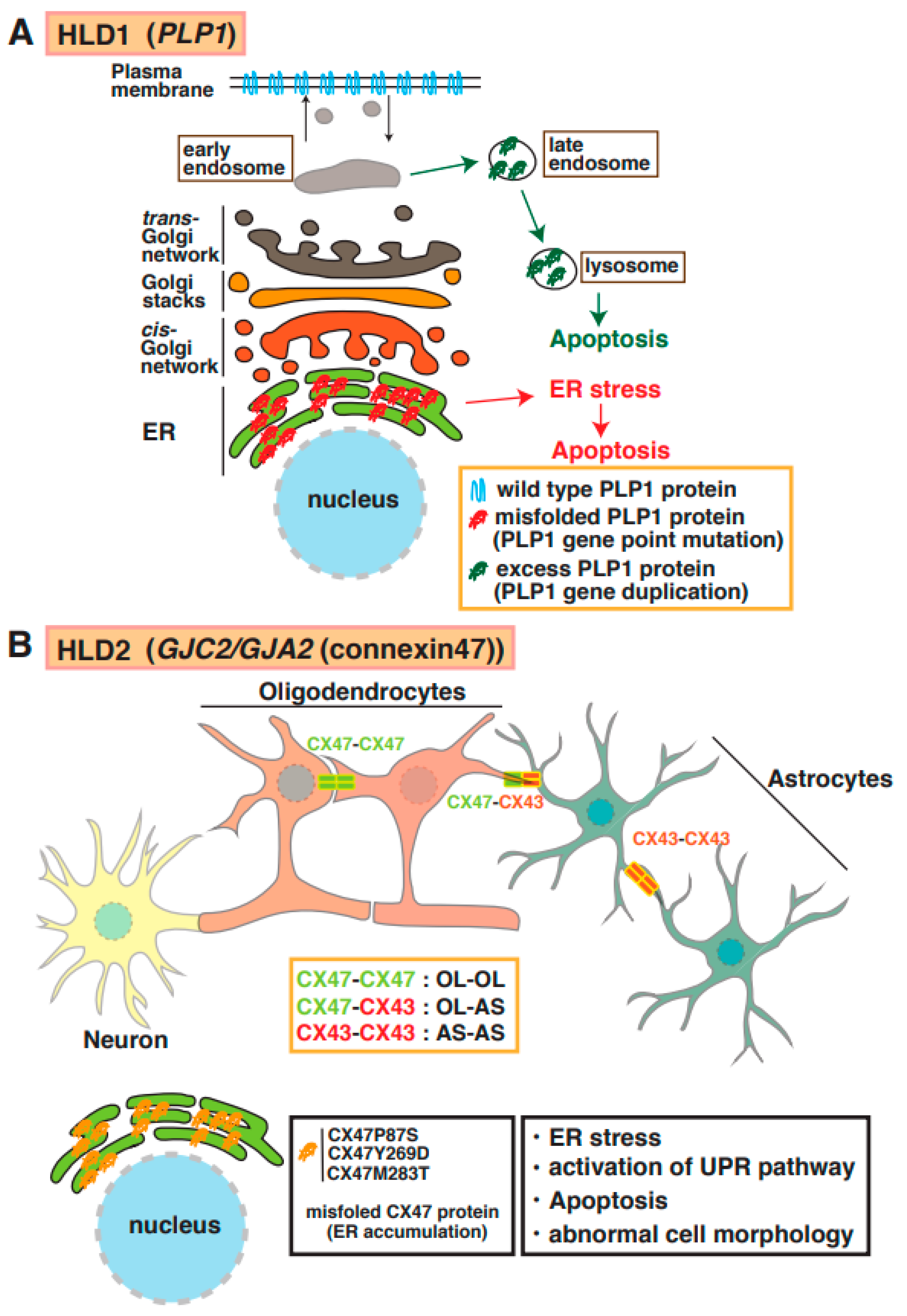 Neurolint 15 00072 g002