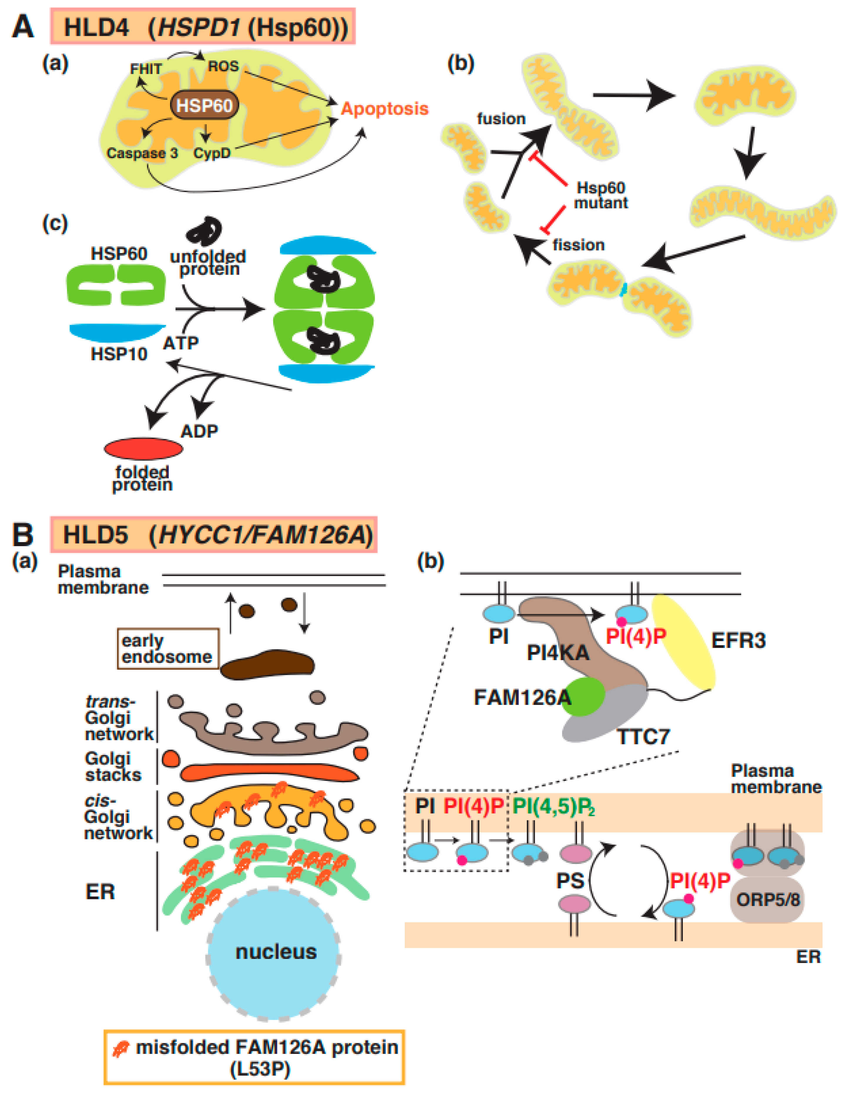 Neurolint 15 00072 g004
