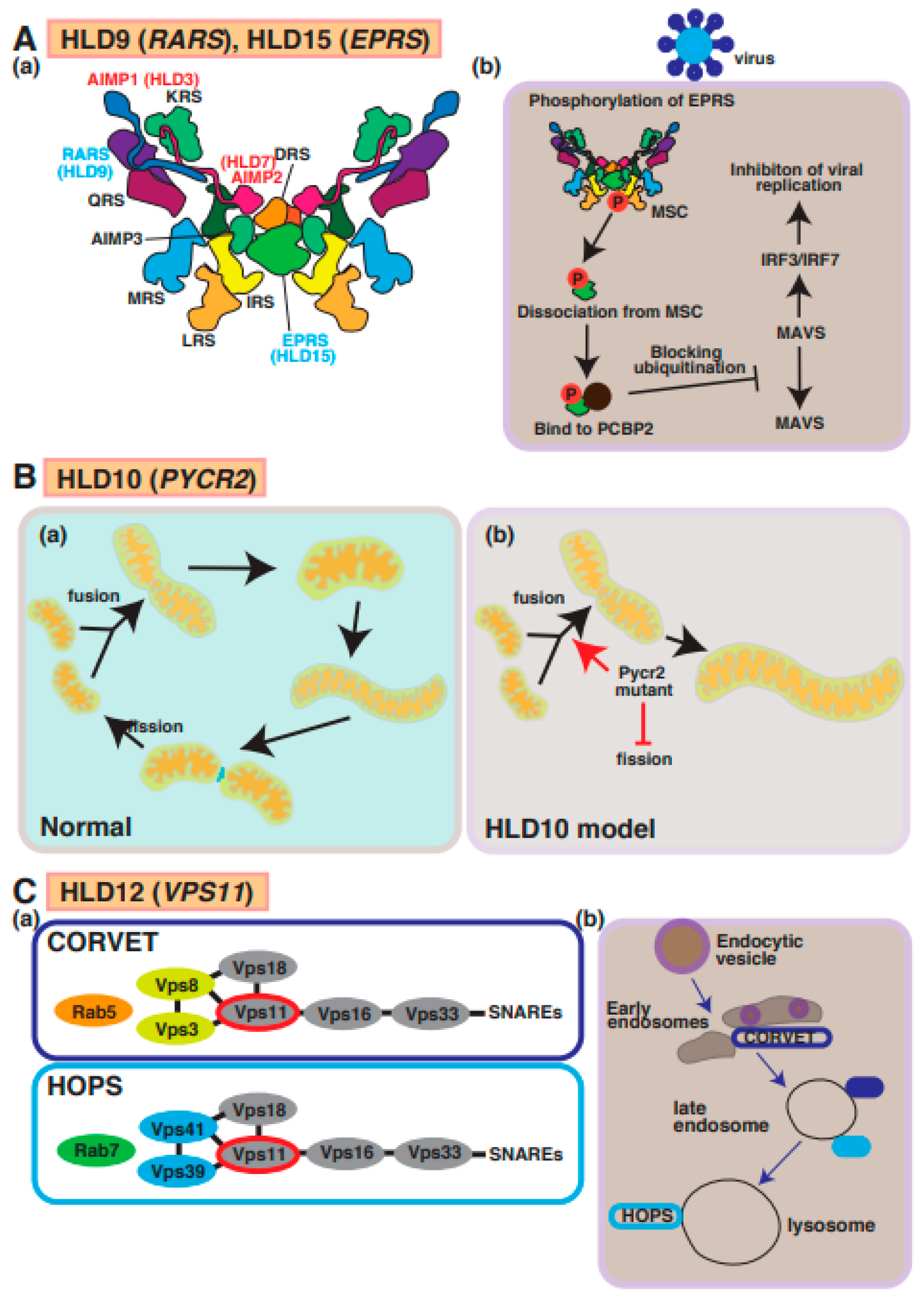 Neurolint 15 00072 g006