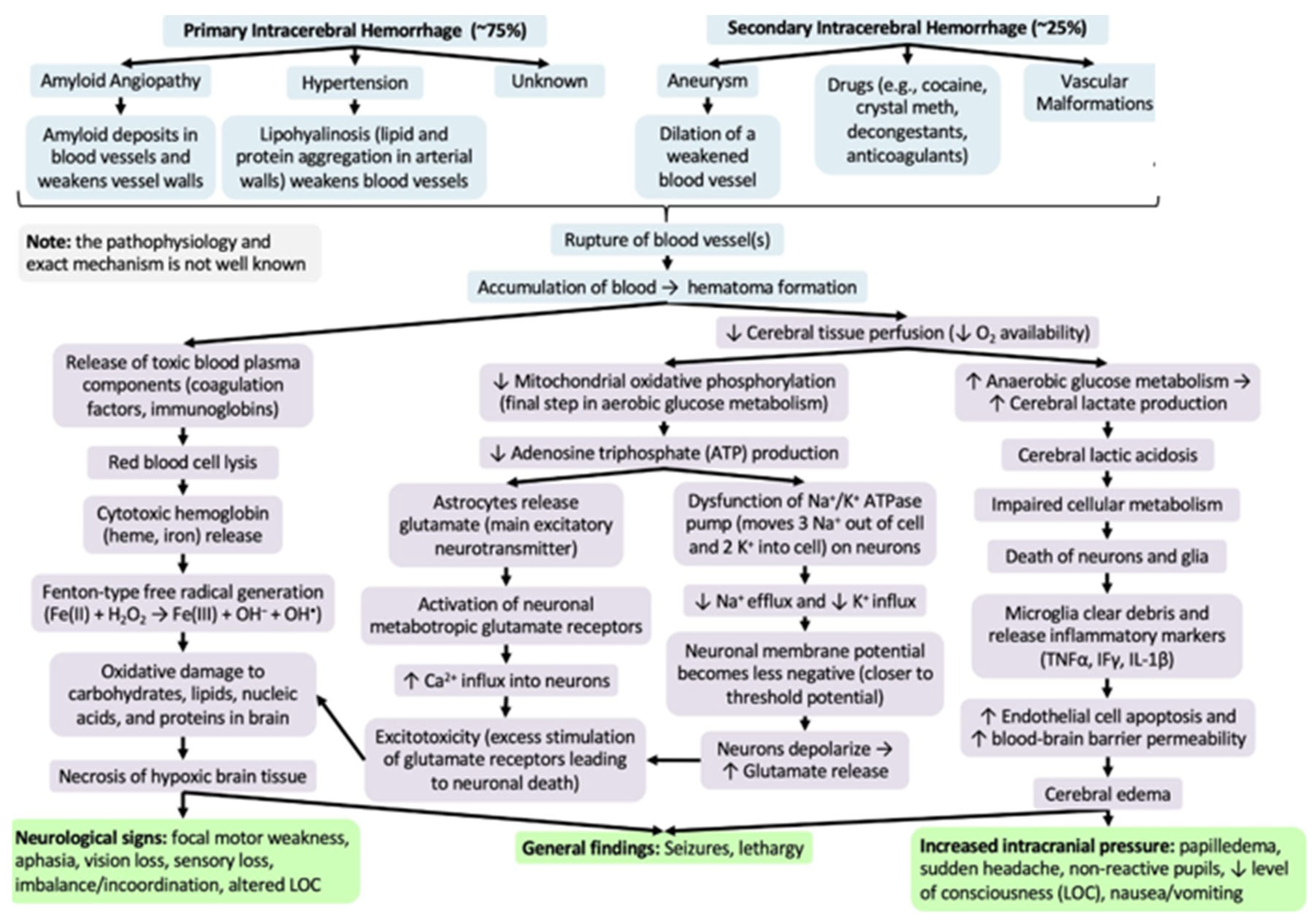 Neurolint 15 00093 g002