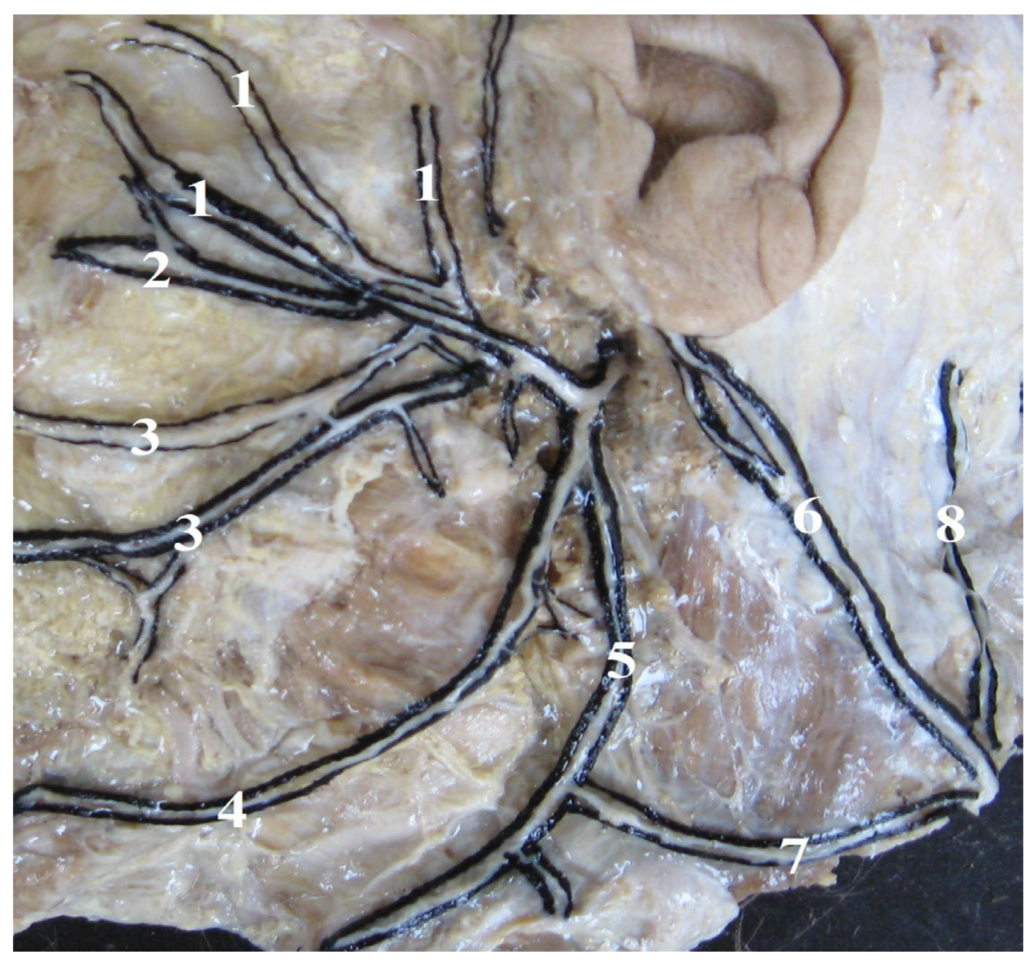 Neurolint 16 00007 g002