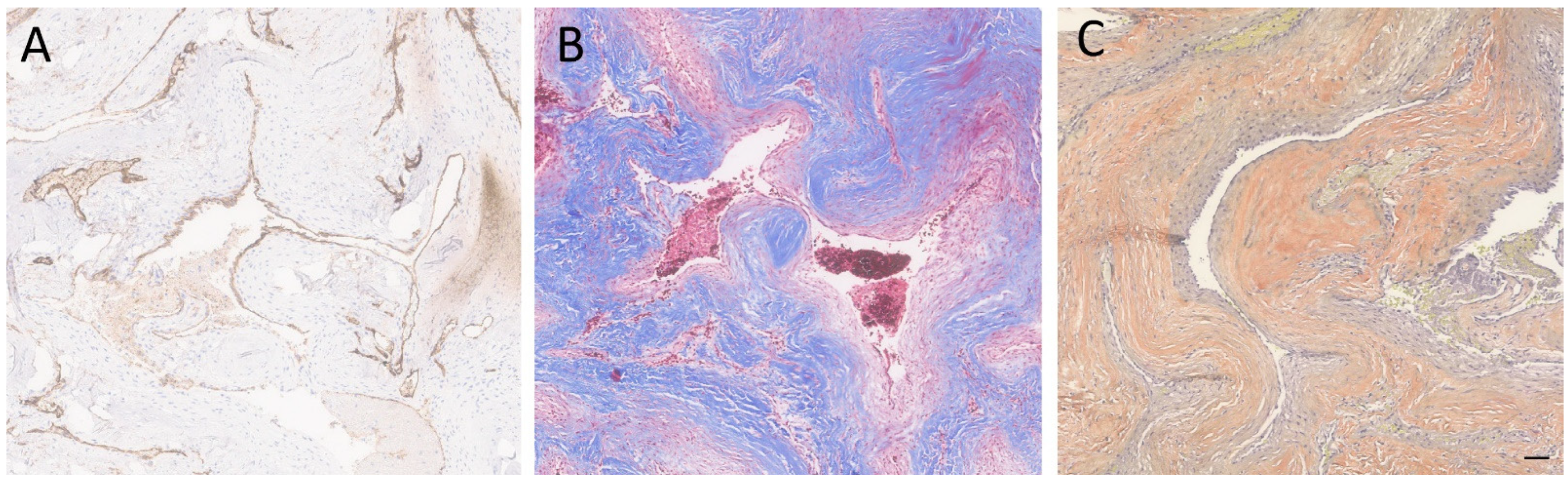 Neurolint 16 00010 g003 Neurolint 16 00010 g003