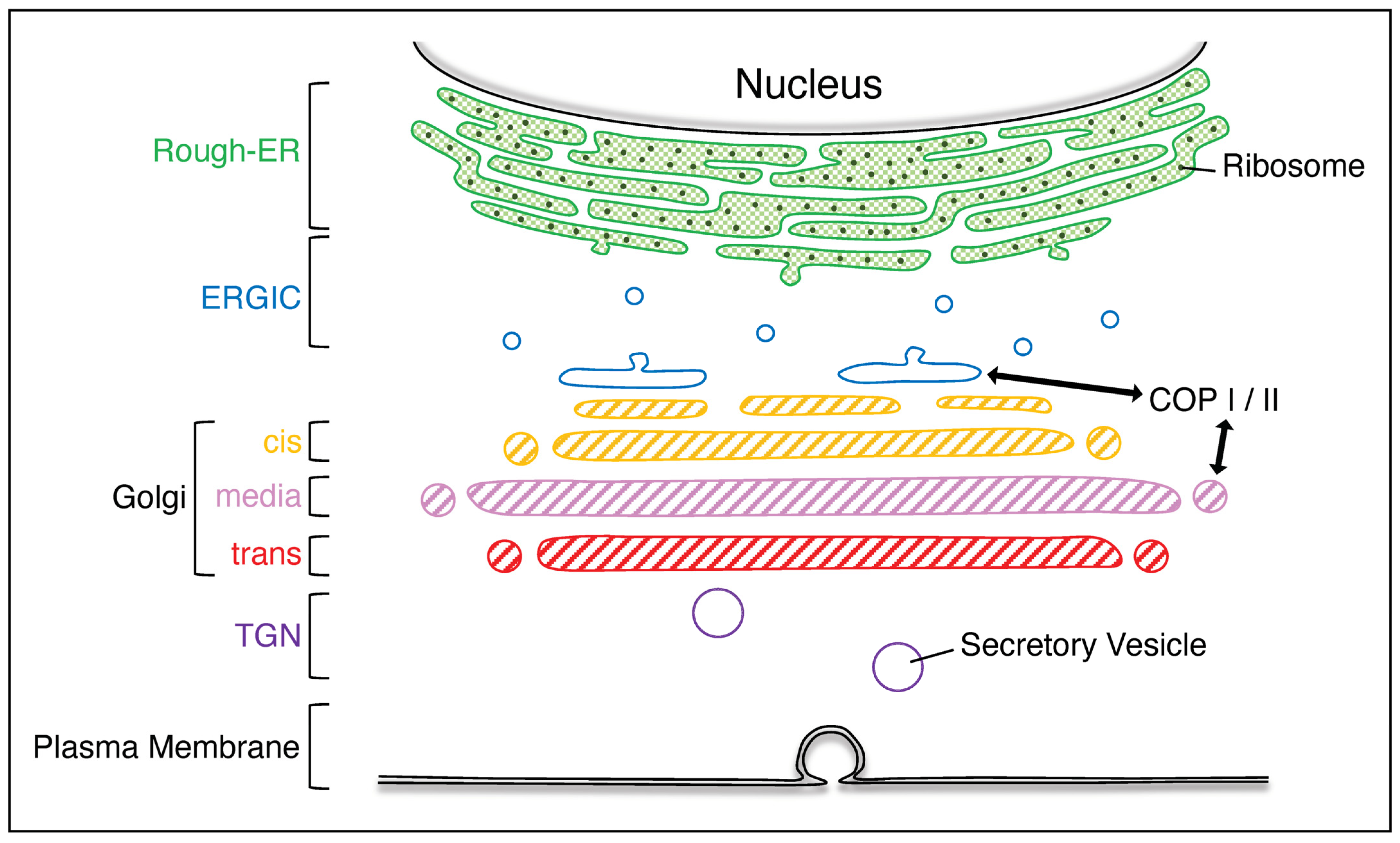 Neurolint 16 00024 g001