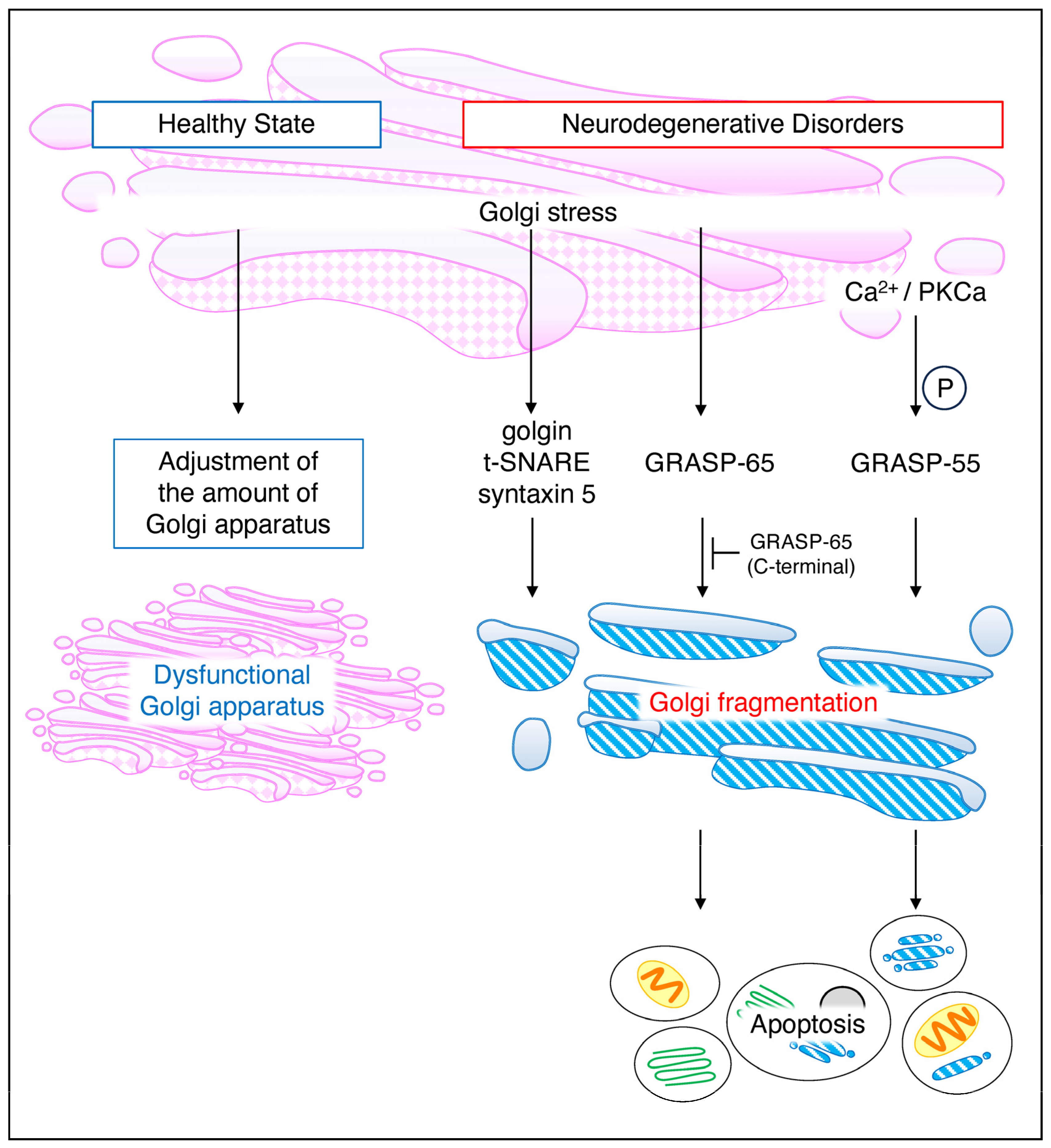 Neurolint 16 00024 g004