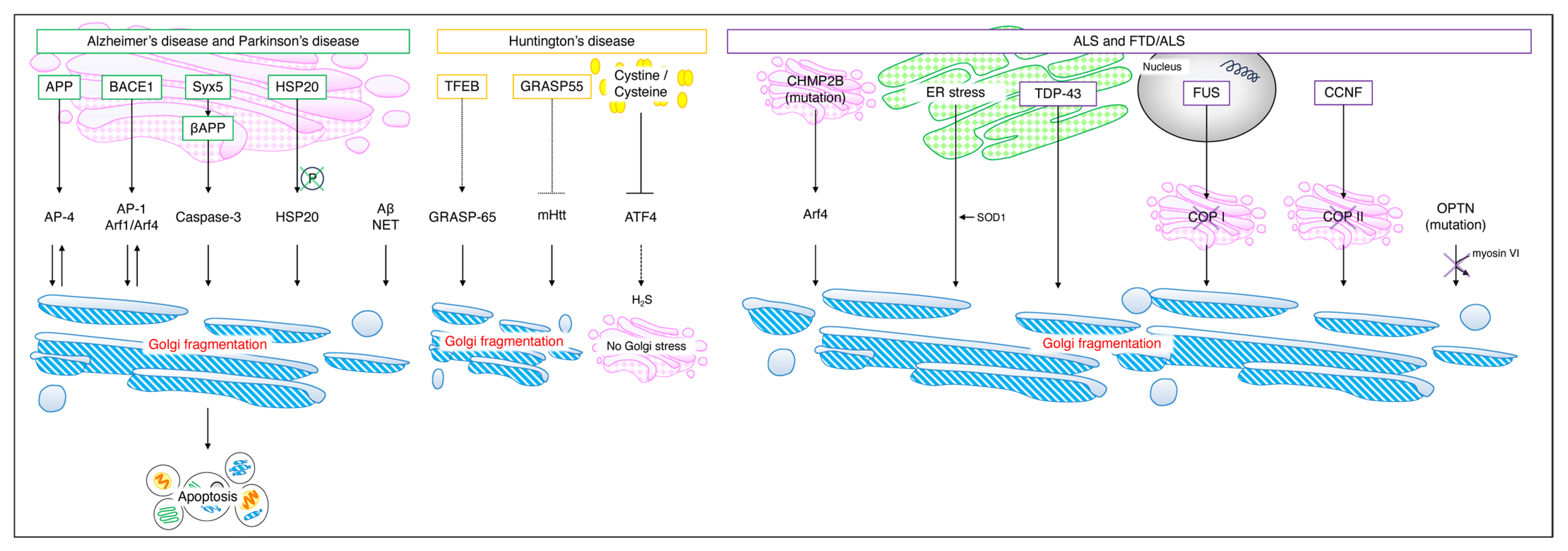 Neurolint 16 00024 g005