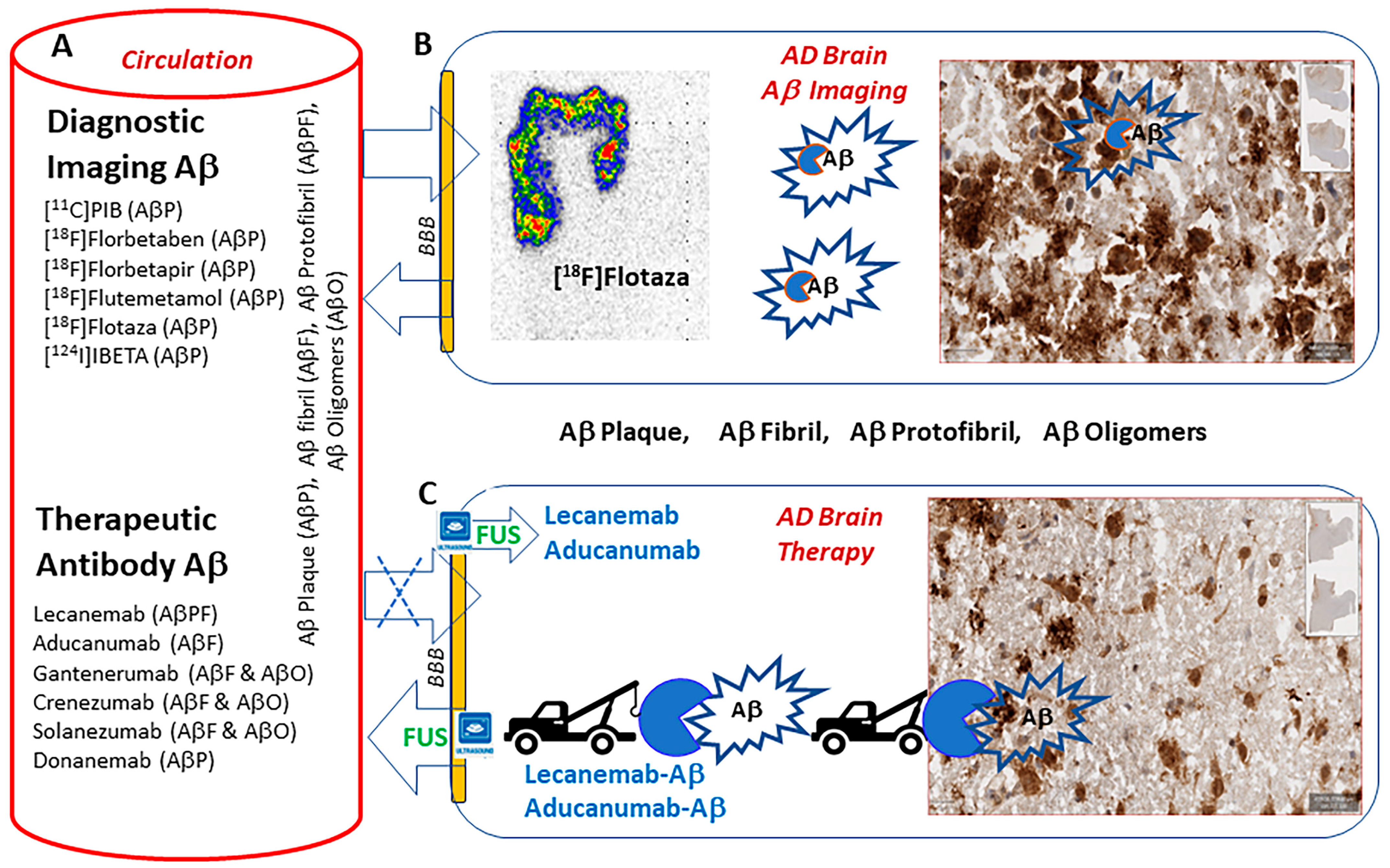 Neurolint 16 00031 g001
