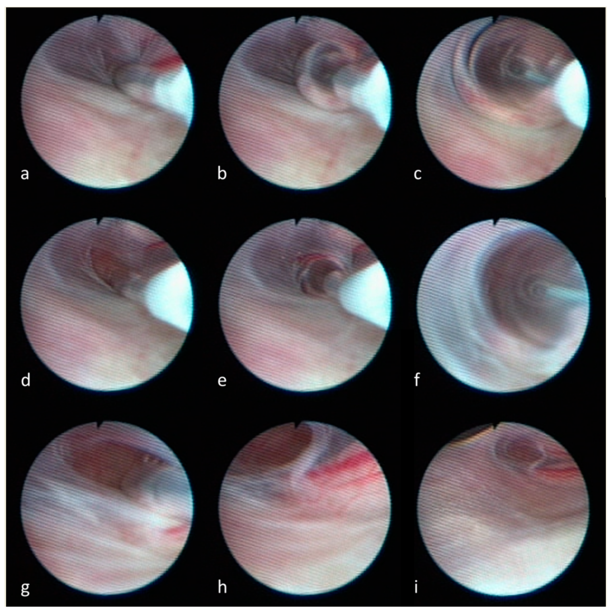 Neurolint 16 00033 g001