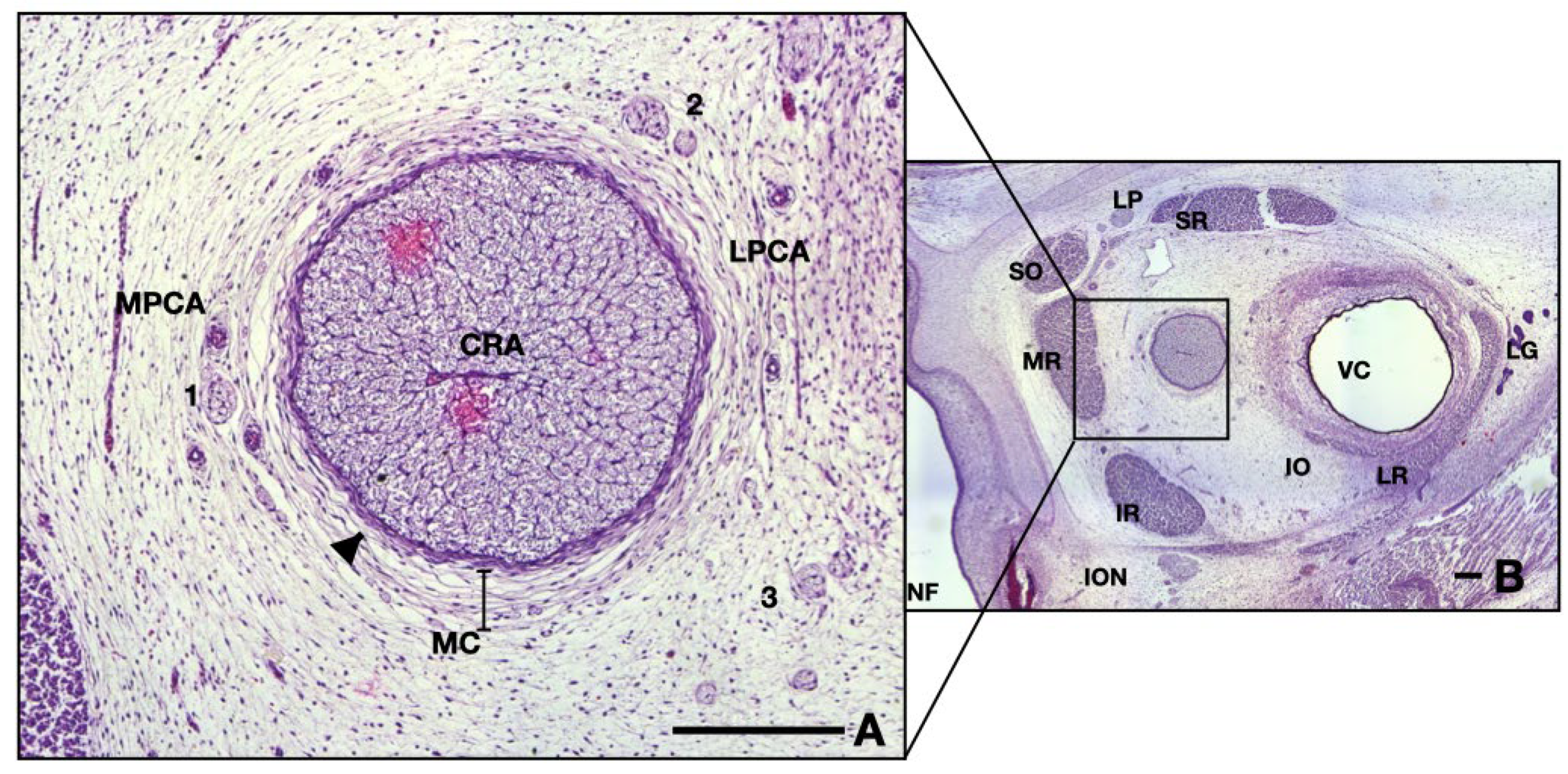 Neurolint 16 00035 g002