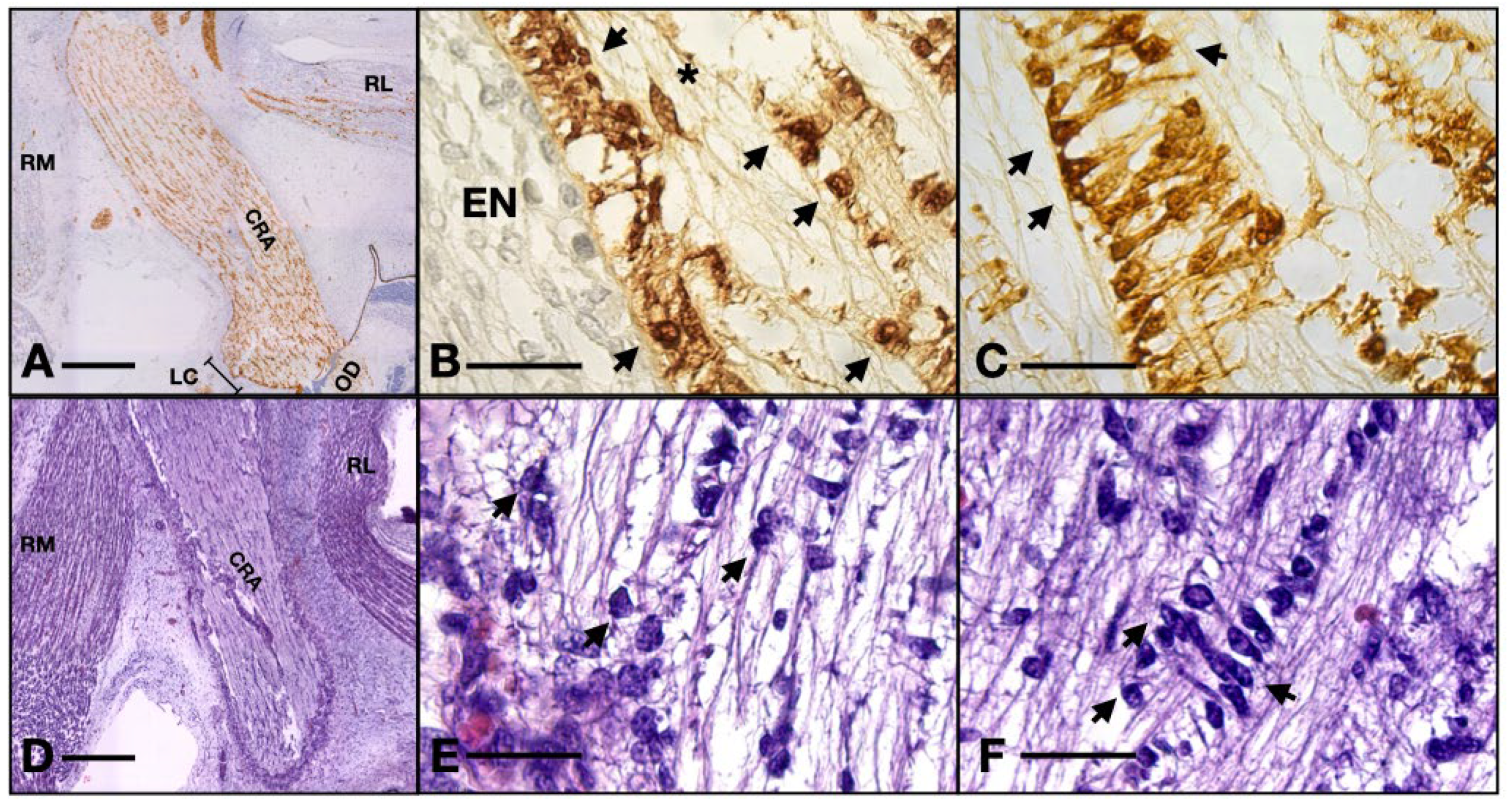 Neurolint 16 00035 g005