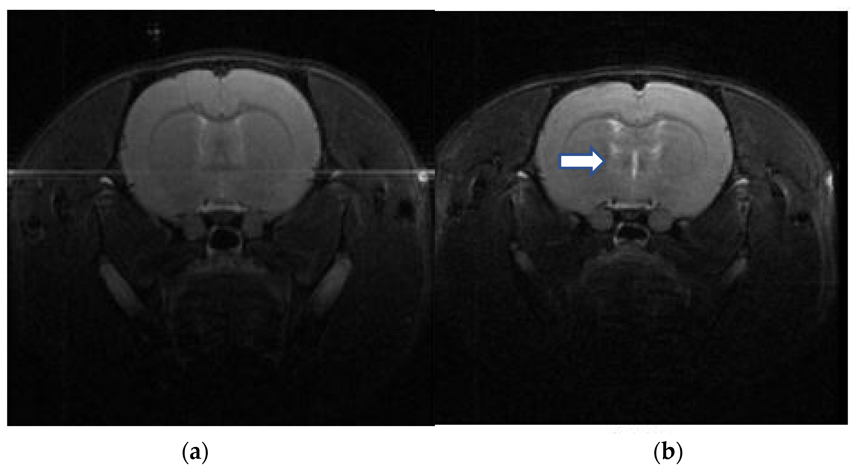 Neurolint 16 00052 g003