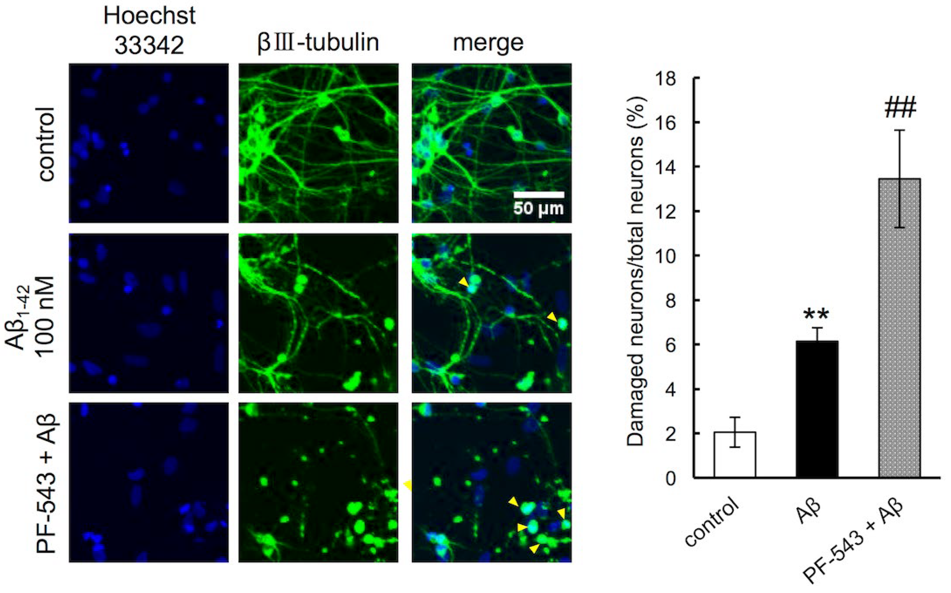 Neurolint 16 00054 g009