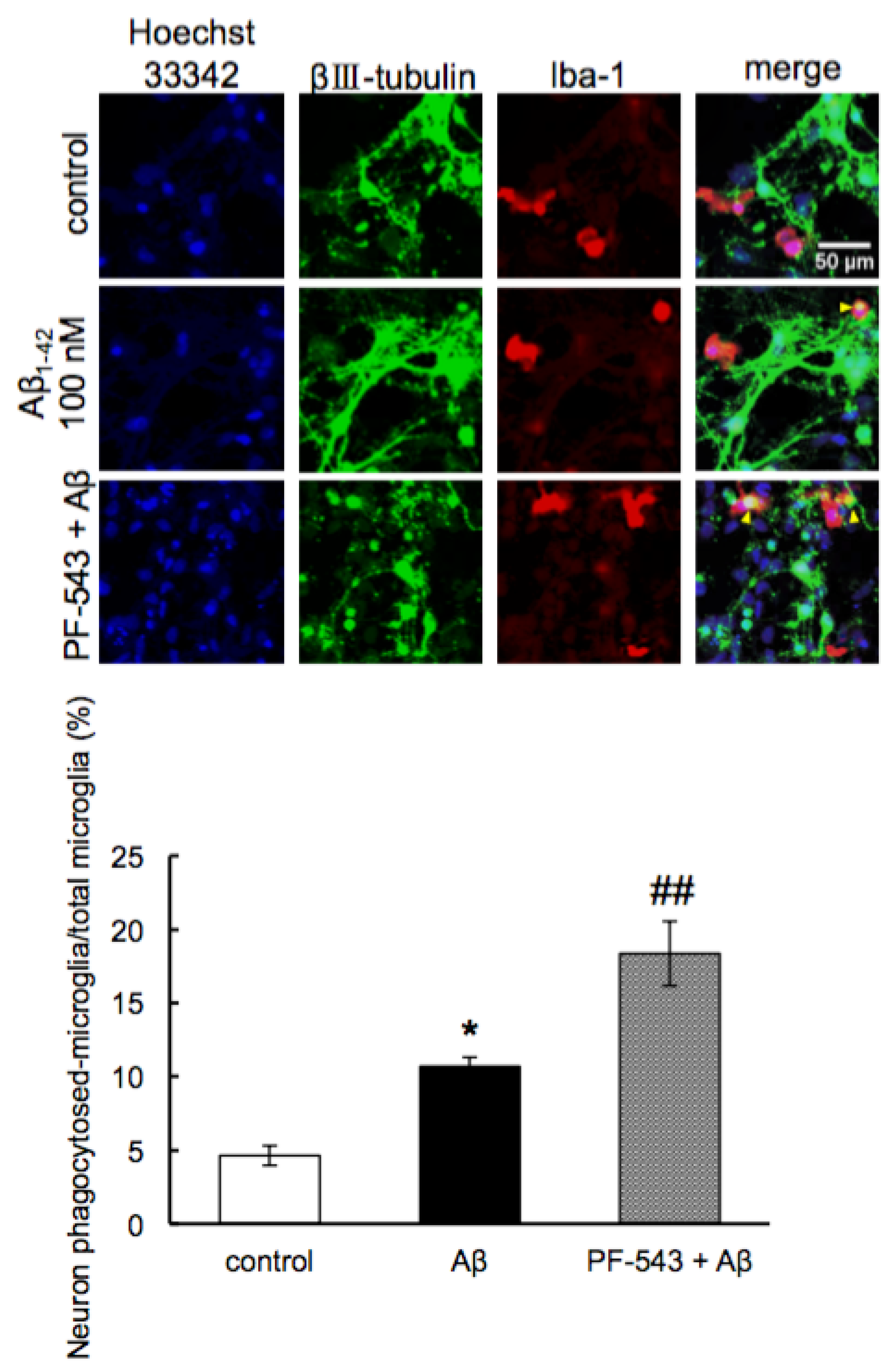 Neurolint 16 00054 g010