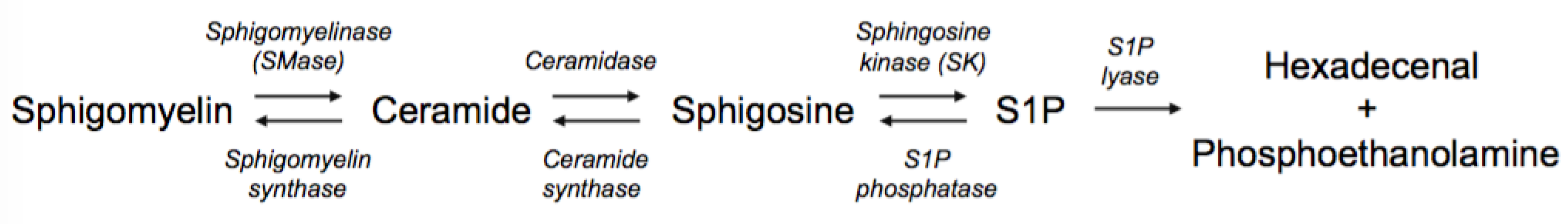 Neurolint 16 00054 sch001